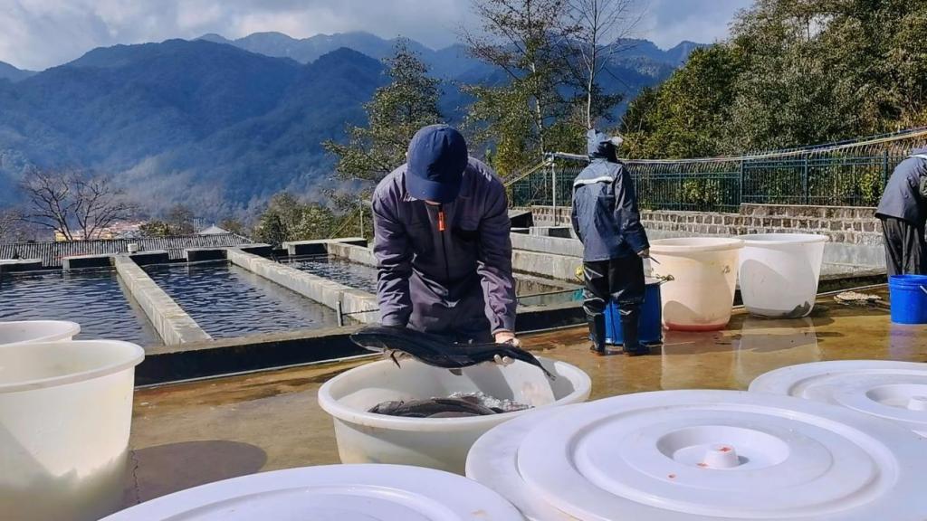 沿着边境看中国 | 云南腾冲国门新村：百年“黑泥塘”变身鱼跃果丰的“桃花源”
