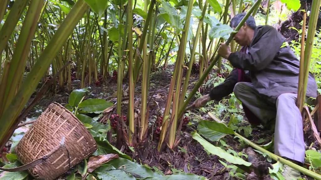 沿着边境看中国 | 云南腾冲国门新村：百年“黑泥塘”变身鱼跃果丰的“桃花源”