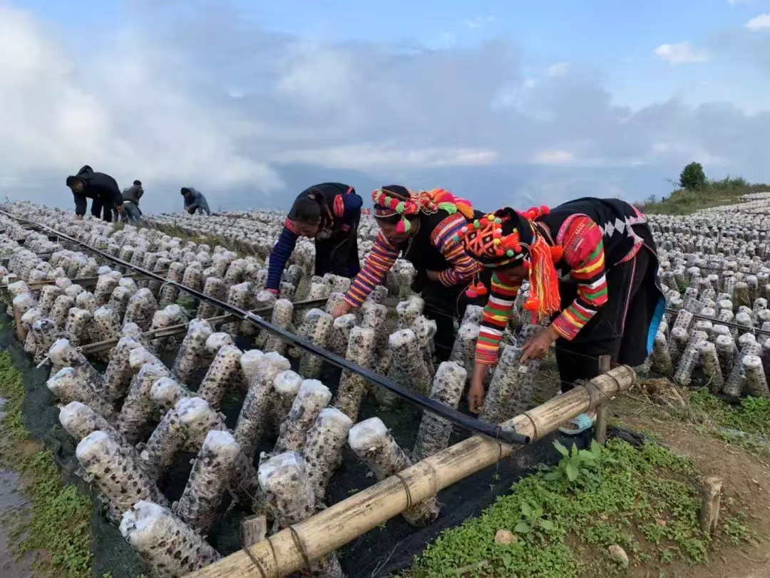 沿着边境看中国 | 云南绿春拉祜寨：古木庐到现代居 “千年跨越”展新颜