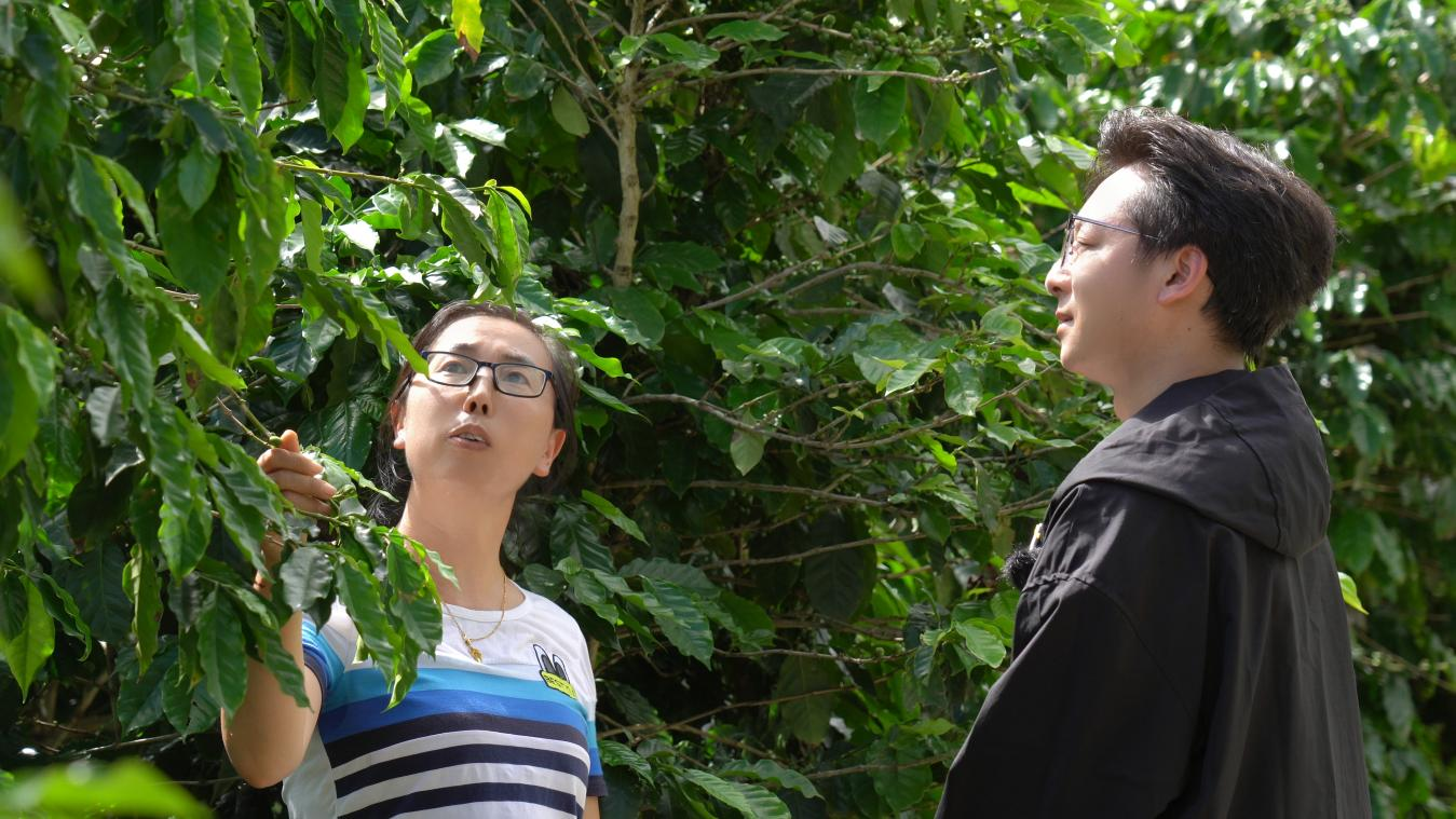 沿着边境看中国 | 云南龙陵富宝新村：一缕咖香飘万里