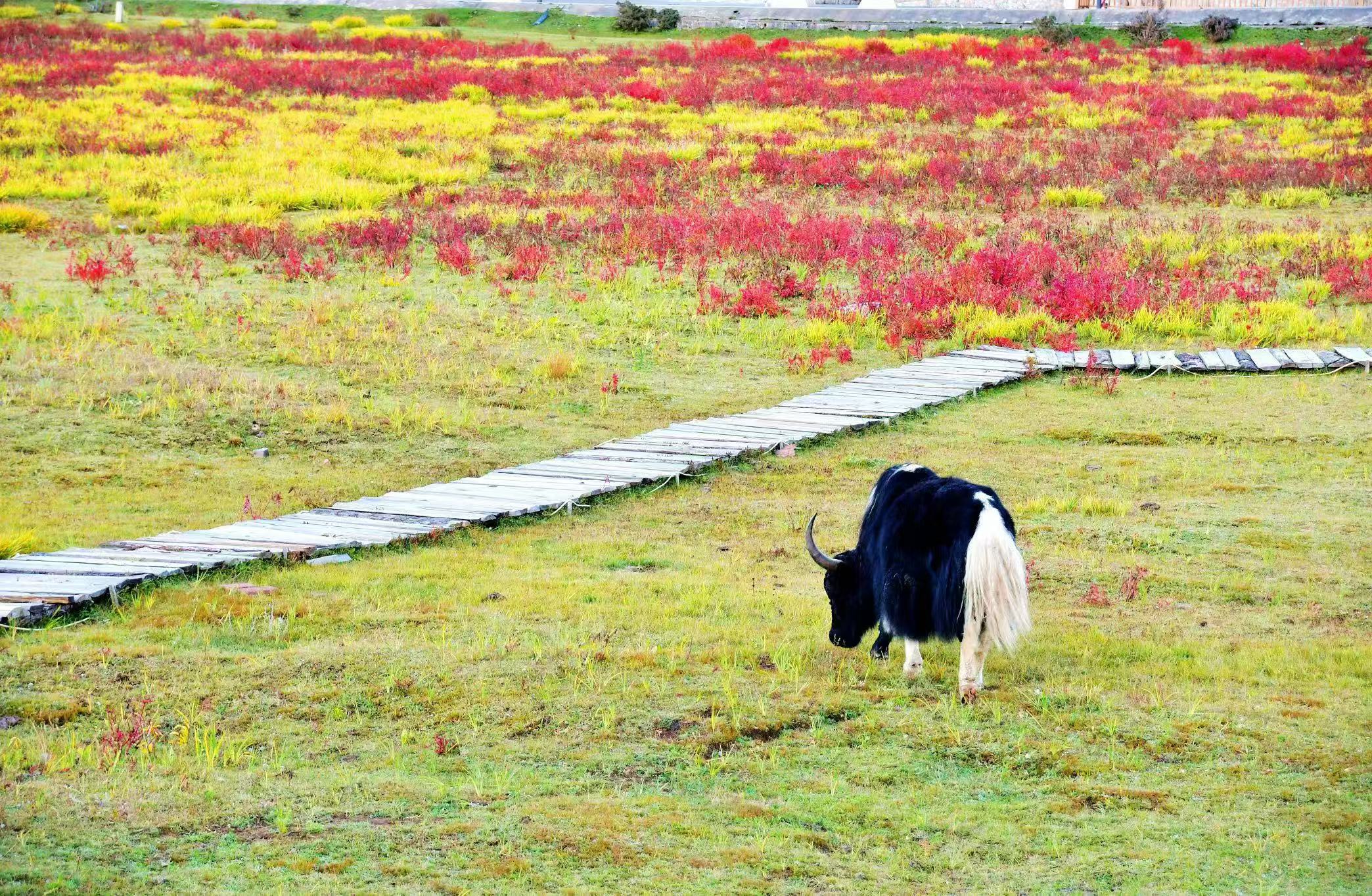 幸福香巴拉·美丽新画卷｜在此仰望星空，“望野聚露营地”承载乡村振兴梦