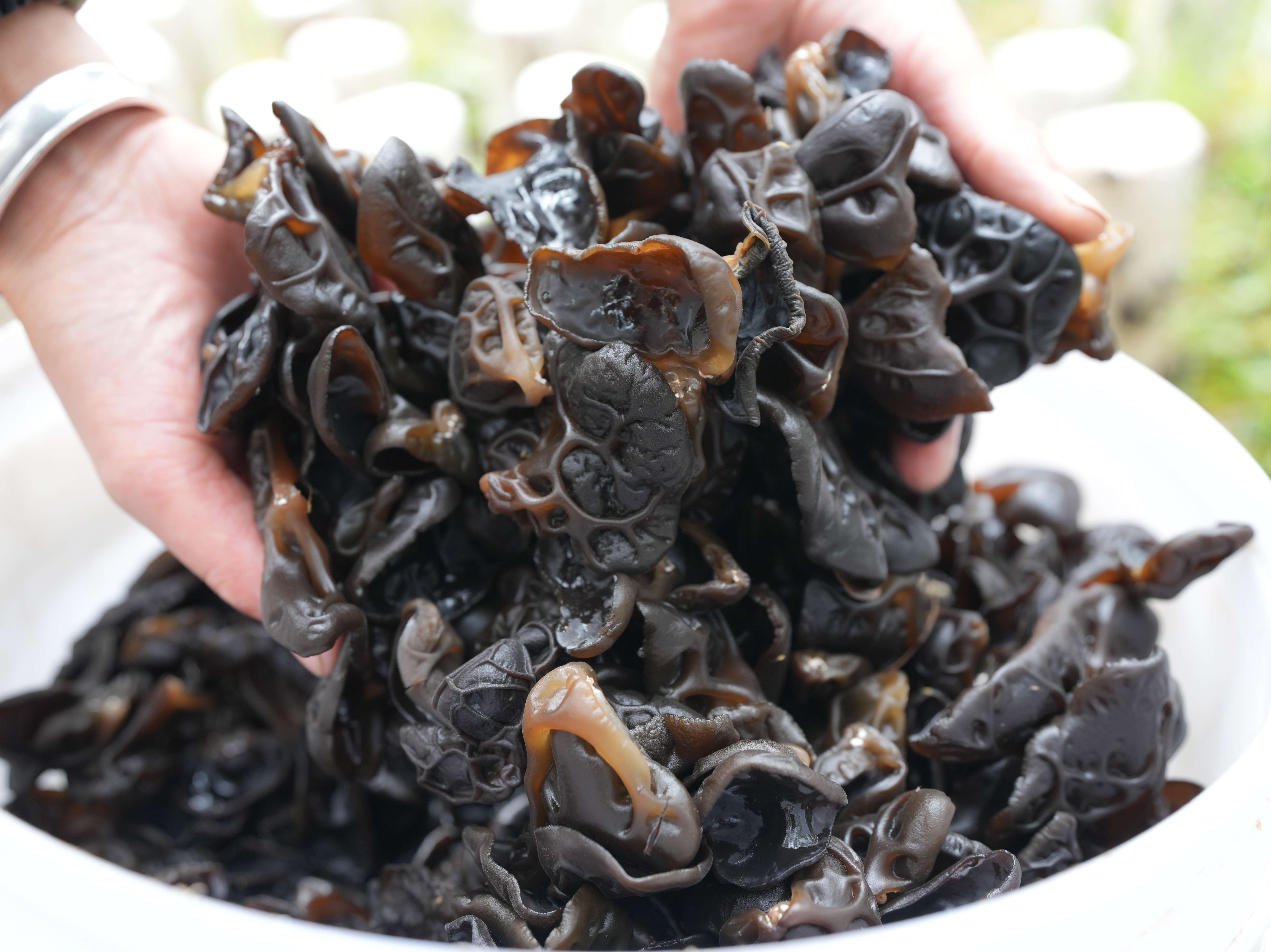 幸福香巴拉·美丽新画卷｜小小黑木耳 致富大产业