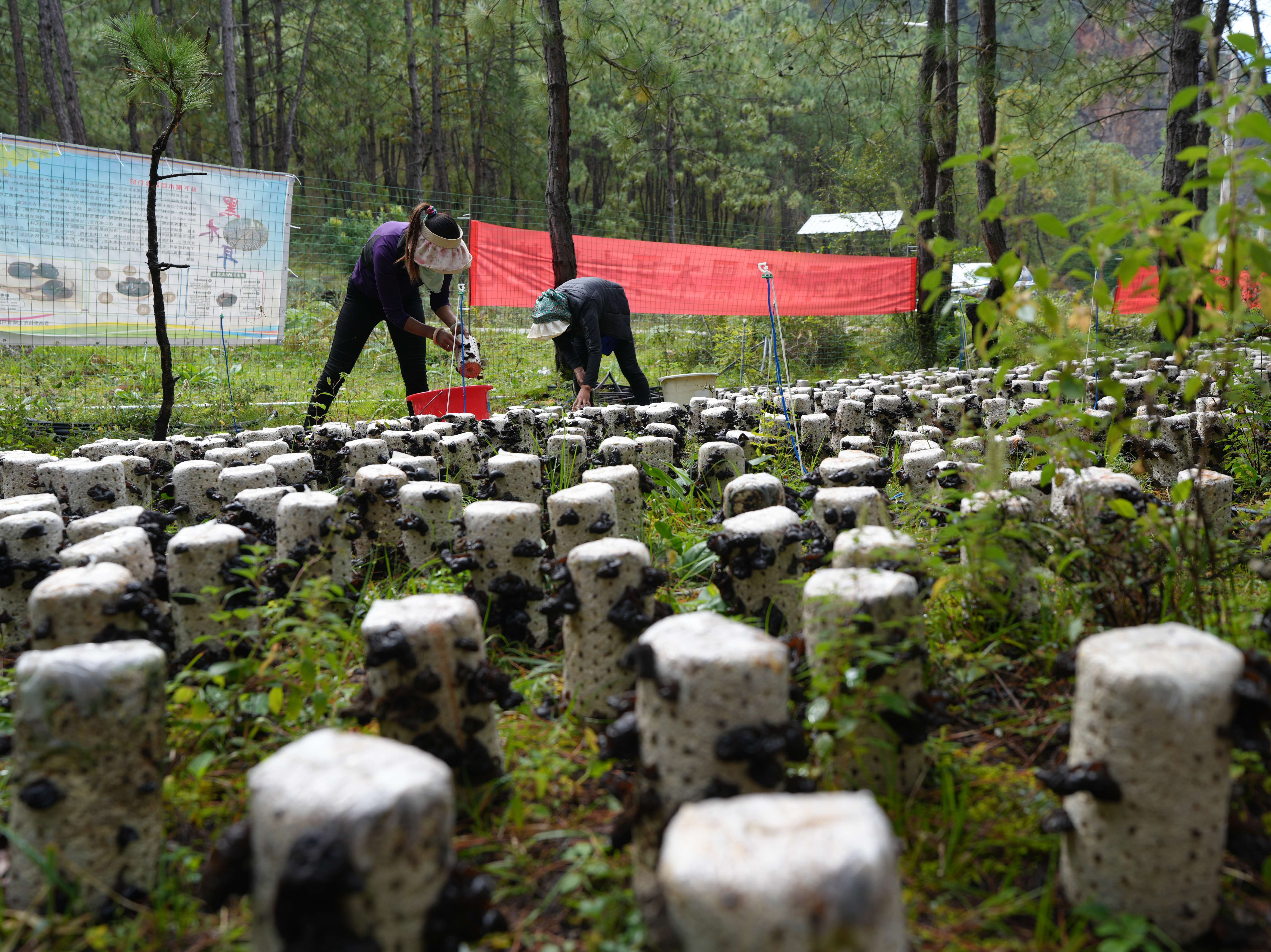 幸福香巴拉·美丽新画卷｜小小黑木耳 致富大产业