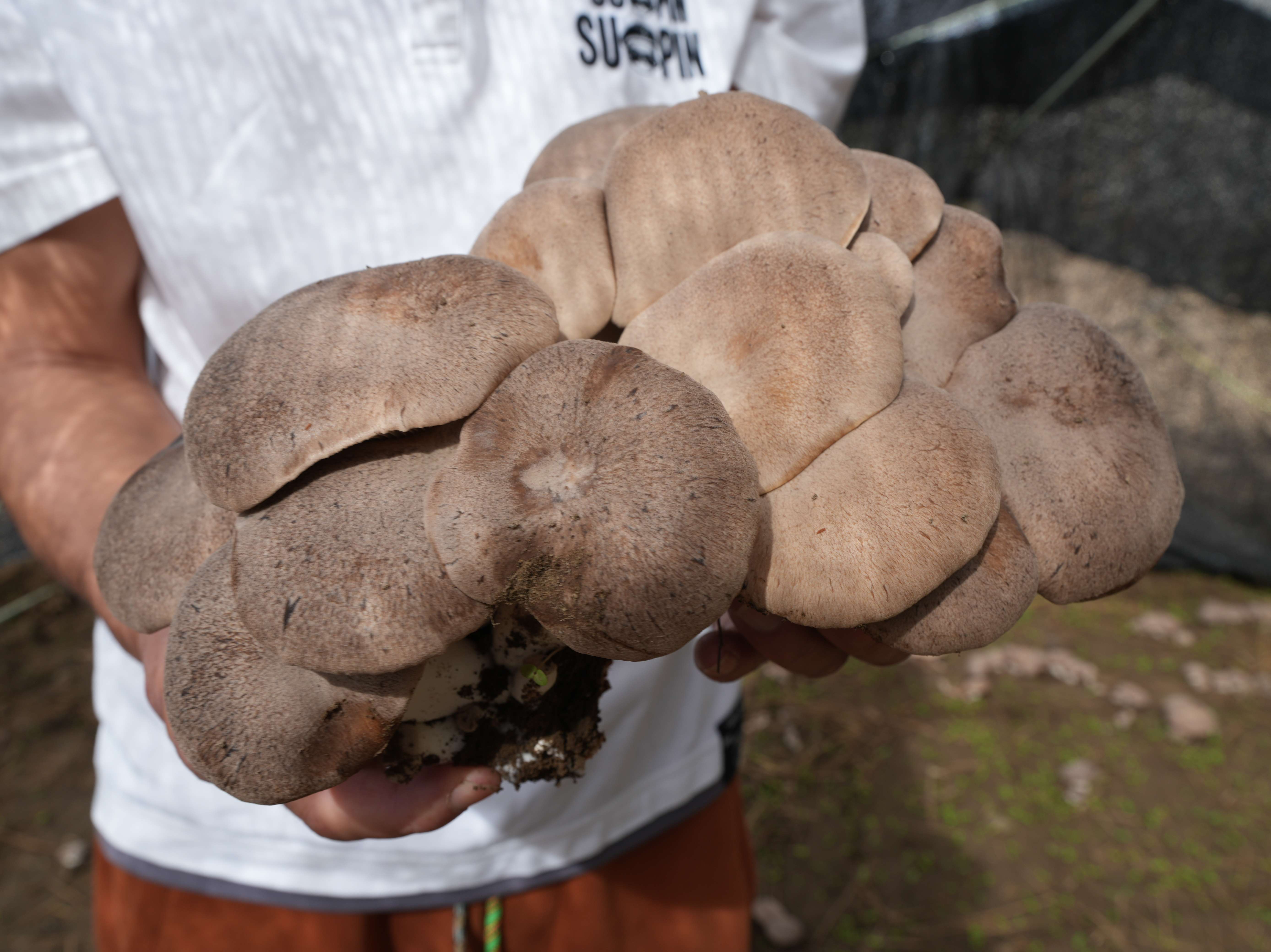 幸福香巴拉·美丽新画卷｜小小黑木耳 致富大产业