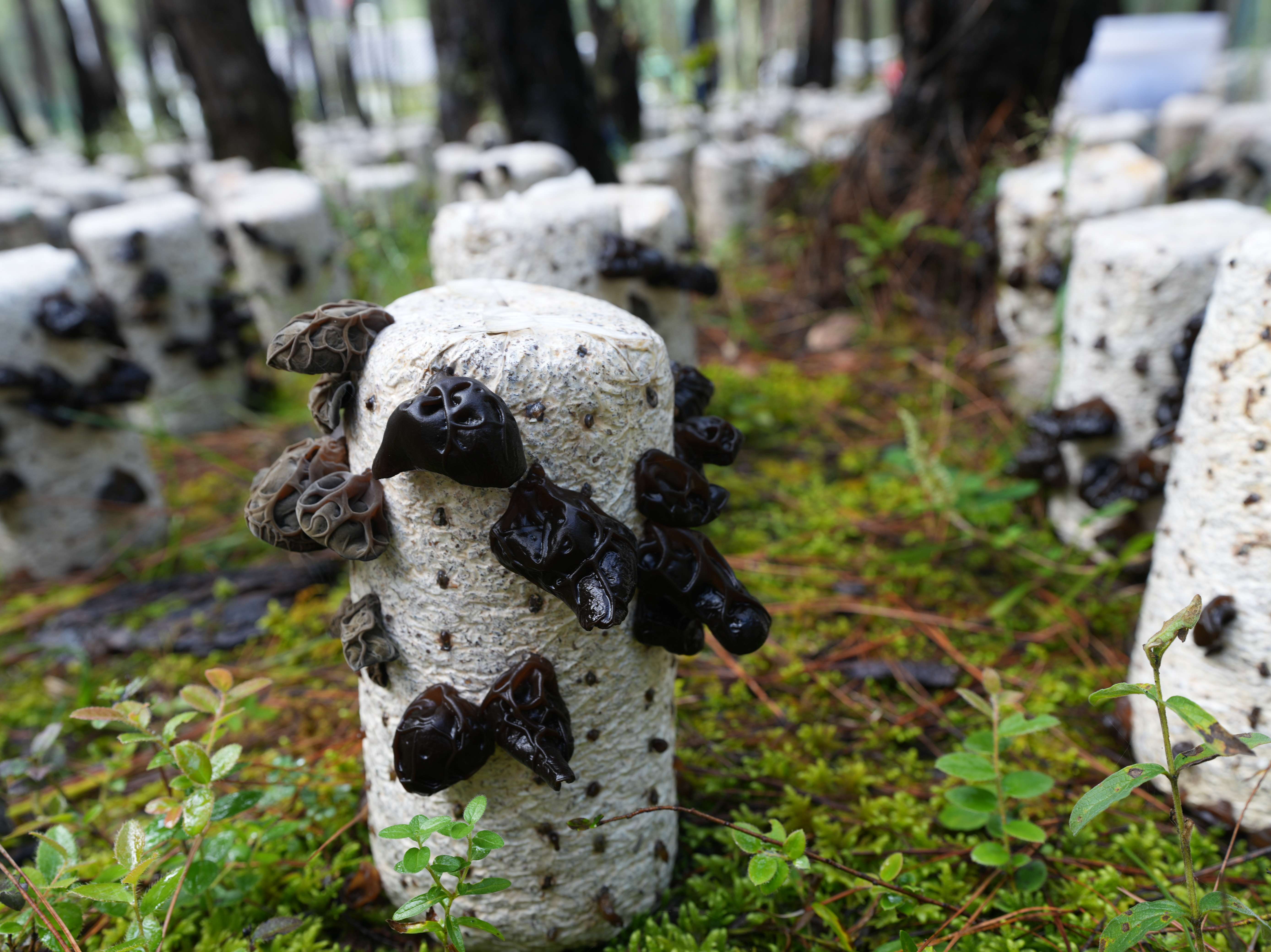 幸福香巴拉·美丽新画卷｜小小黑木耳 致富大产业