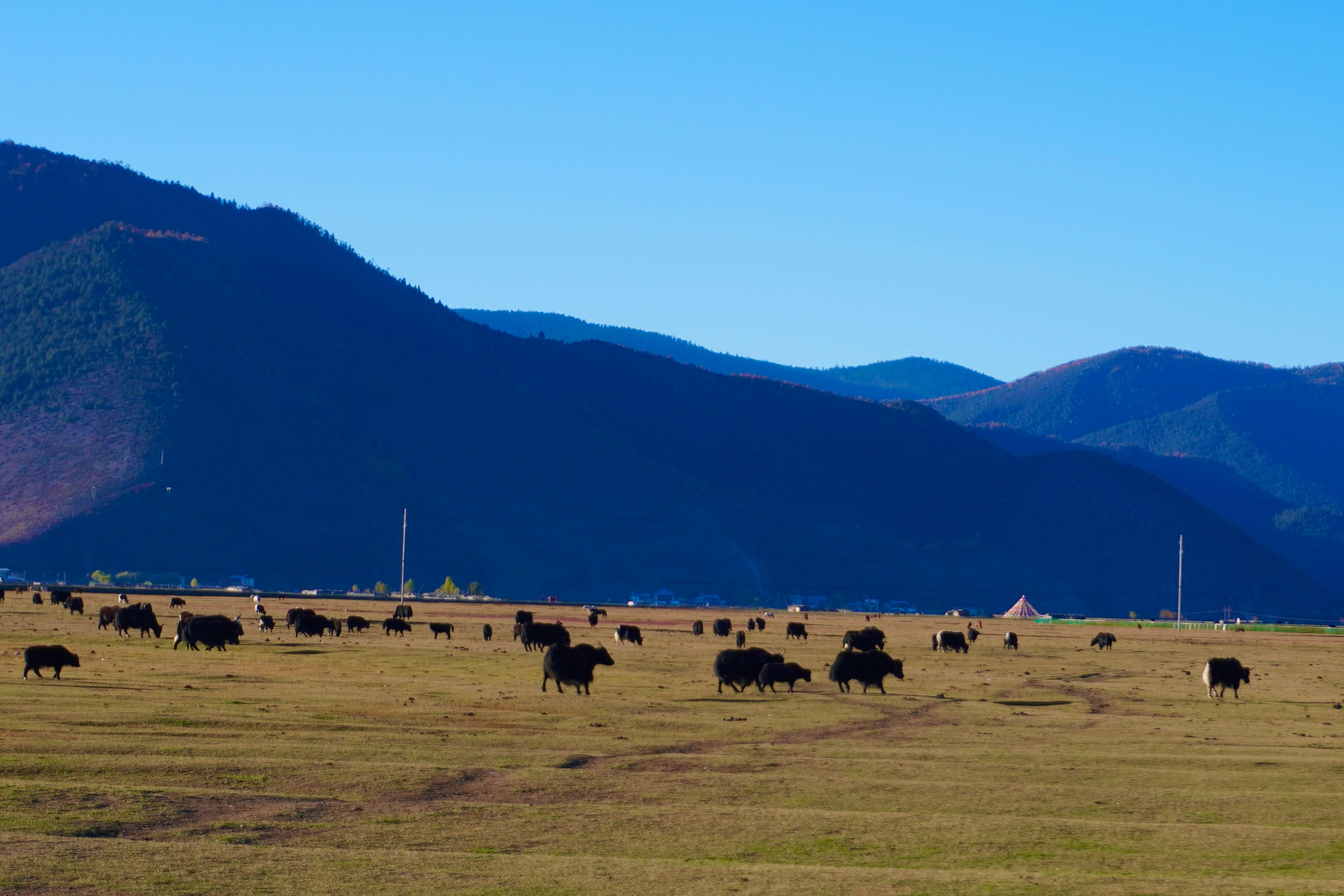 幸福香巴拉·美丽新画卷｜向草原出发，纳帕海有颜值，更有产值