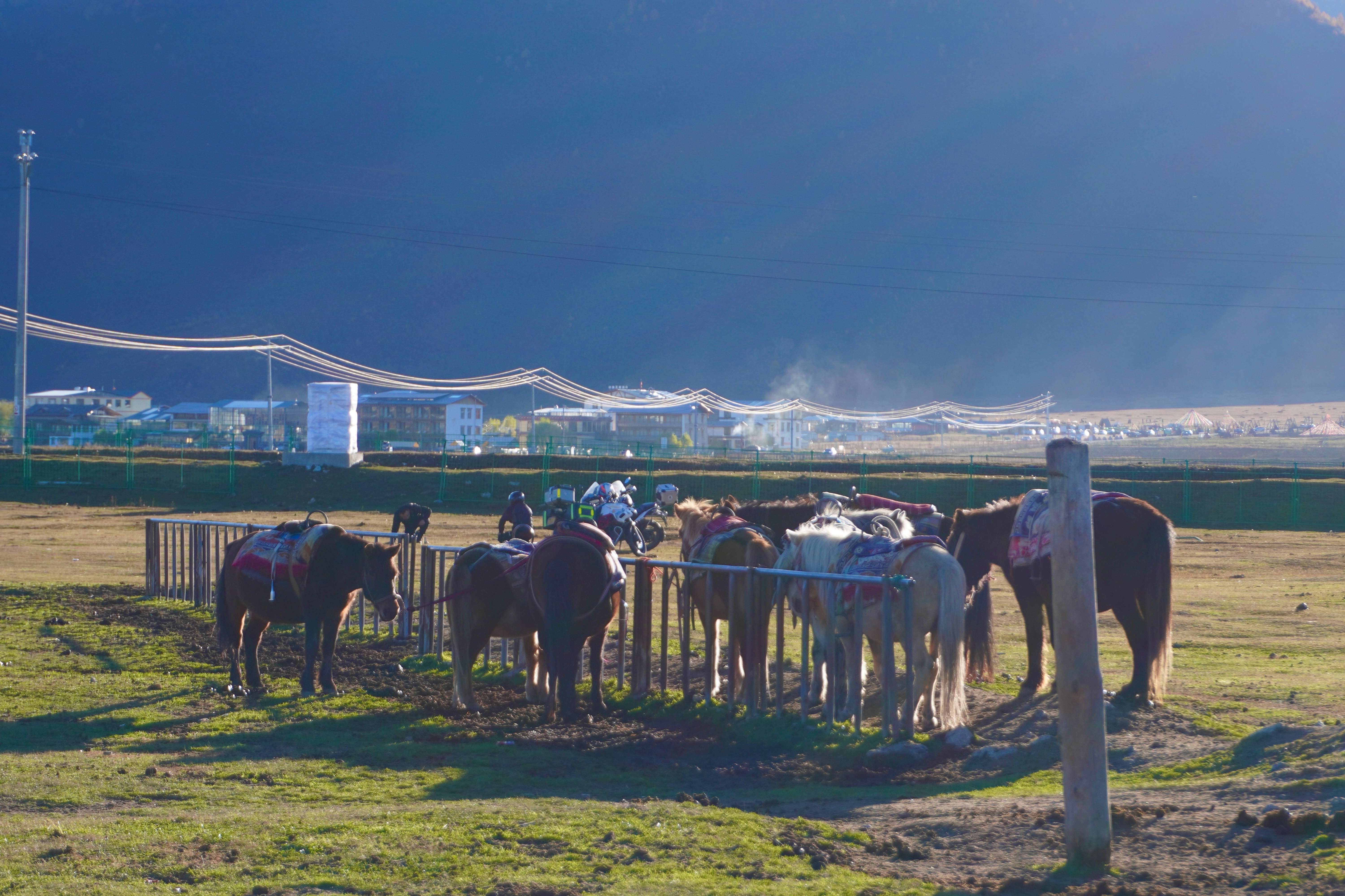幸福香巴拉·美丽新画卷｜向草原出发，纳帕海有颜值，更有产值
