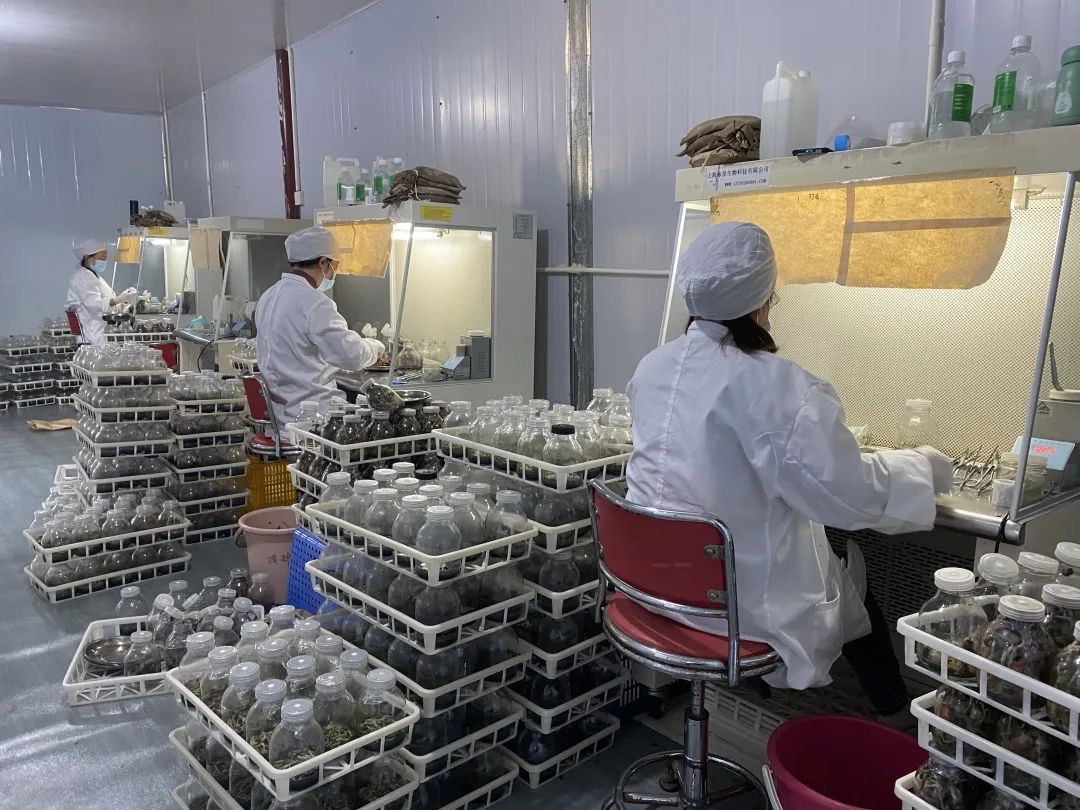 好水好水出好药丨“药王”金线莲：增收致富的“黄金莲”