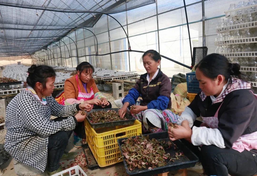 好水好水出好药丨“药王”金线莲：增收致富的“黄金莲”