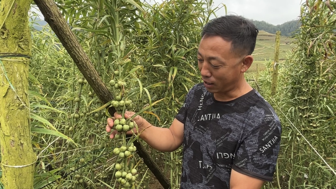 好山好水出好药 | 马关县：地里种出“黄金块” 群众生活“节节高”