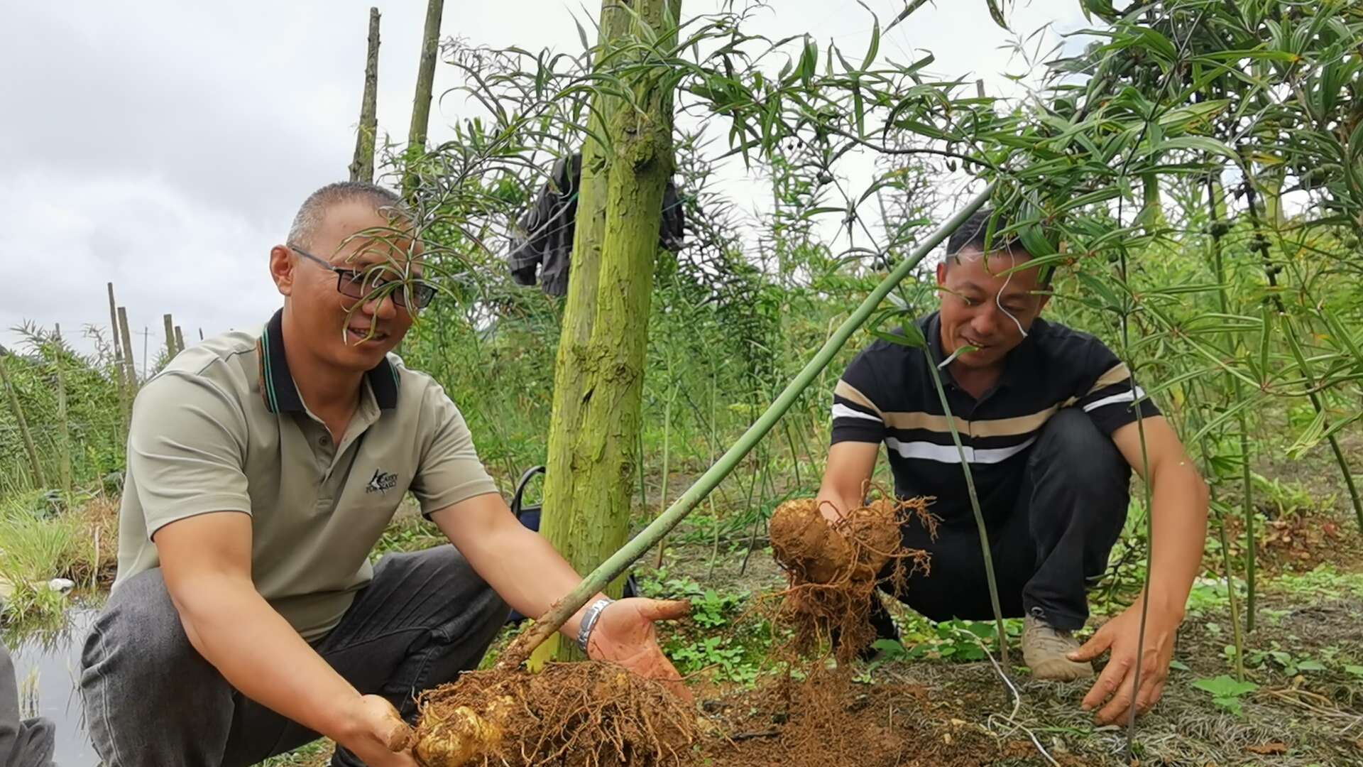 好山好水出好药 | 马关县：地里种出“黄金块” 群众生活“节节高”