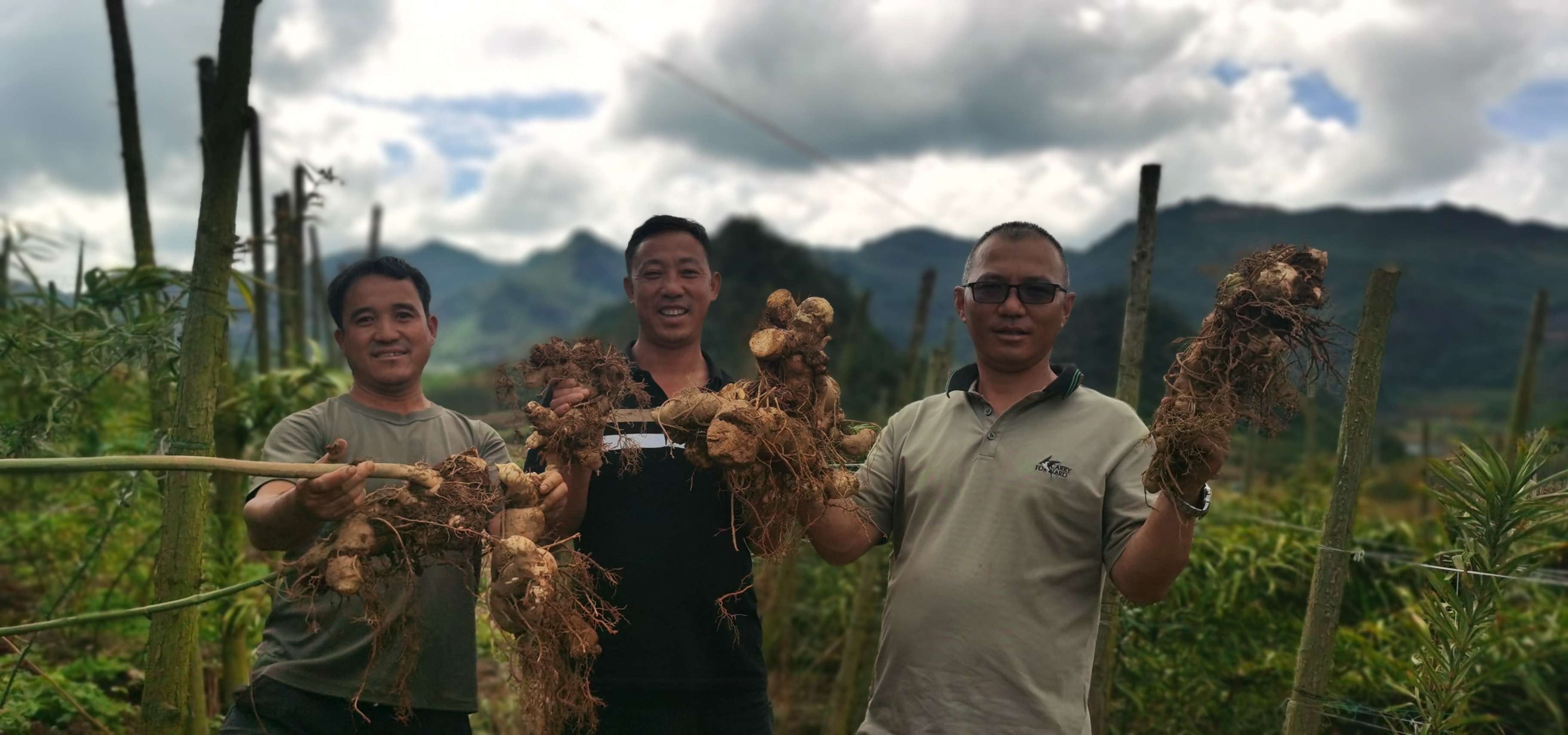 好山好水出好药 | 马关县：地里种出“黄金块” 群众生活“节节高”
