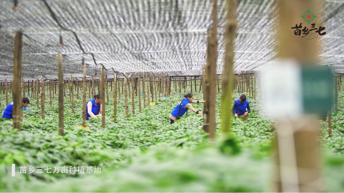 好山好水出好药｜从田间到云端，苗乡三七以技术助力千亿梦想