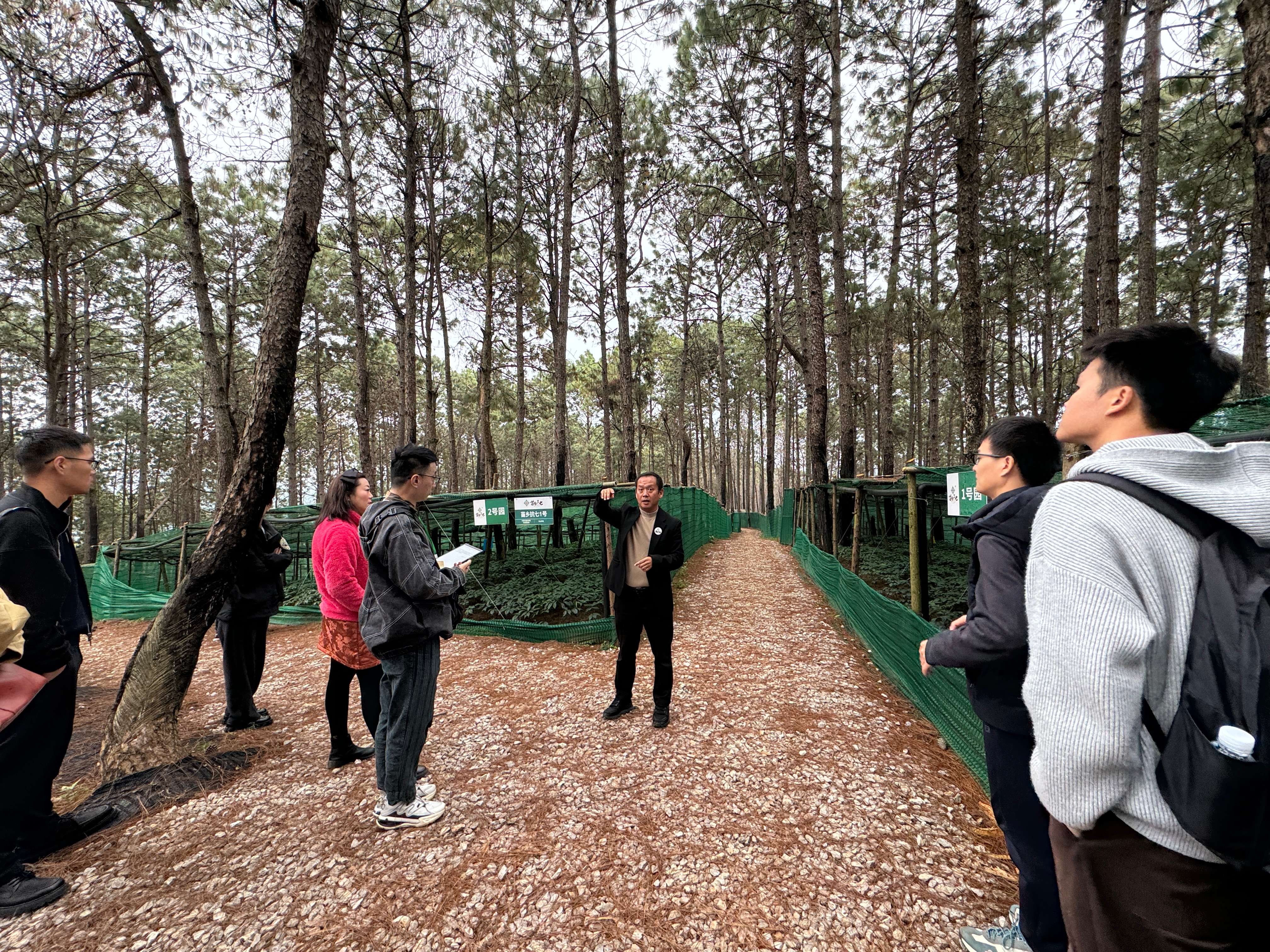 好山好水出好药｜从田间到云端，苗乡三七以技术助力千亿梦想