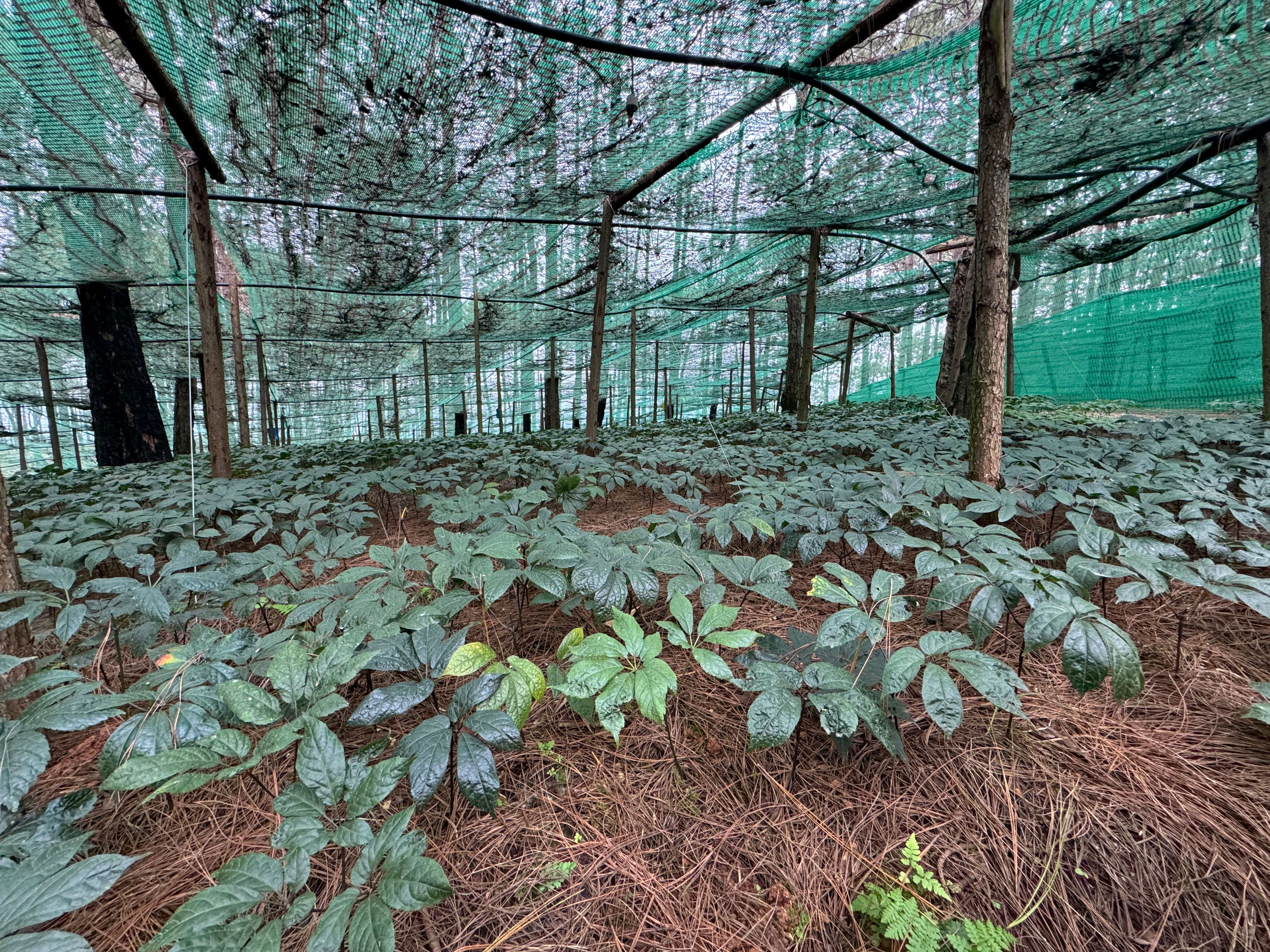 好山好水出好药｜从田间到云端，苗乡三七以技术助力千亿梦想