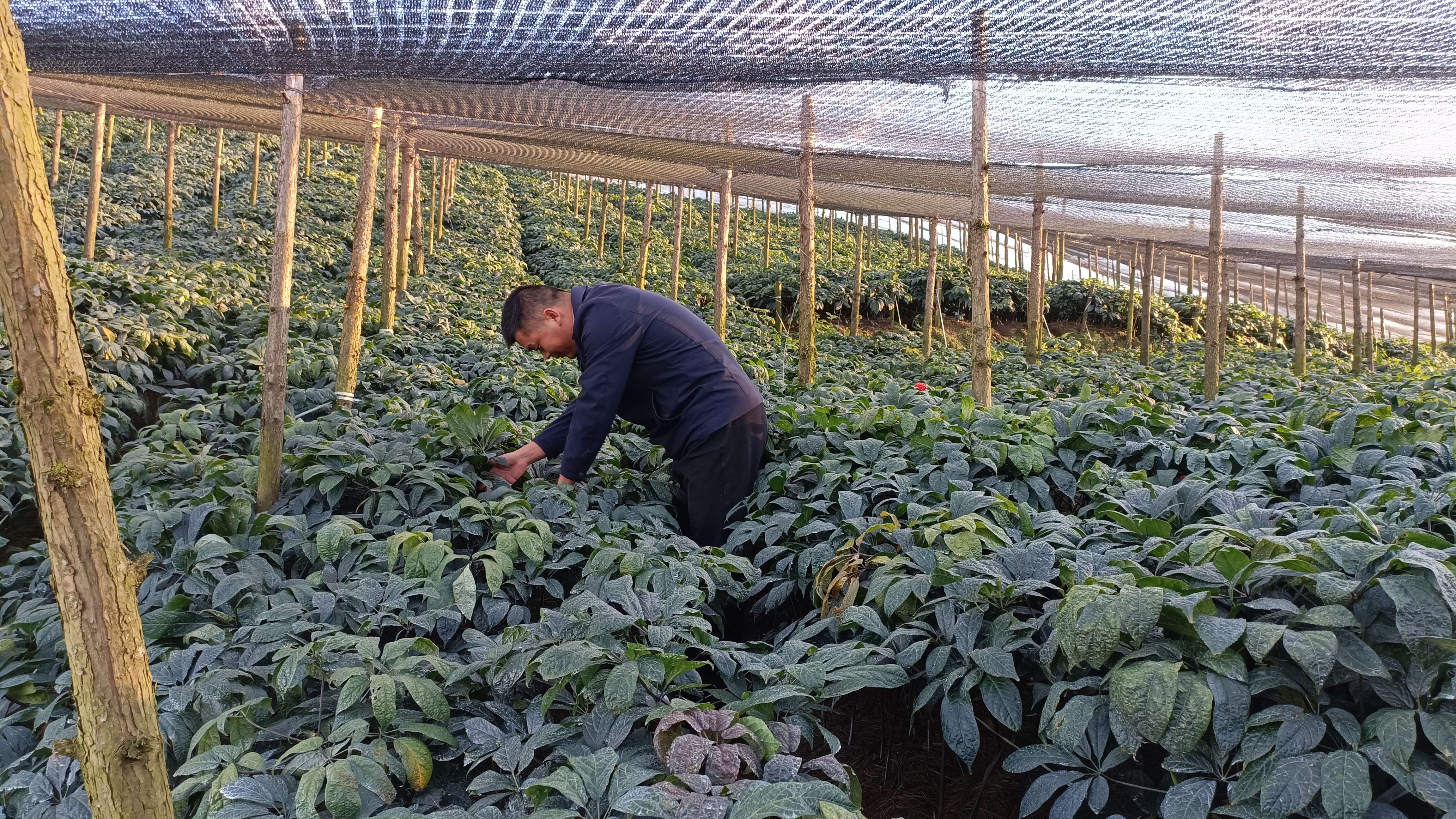 好山好水出好药｜新一届“三七王”长这样