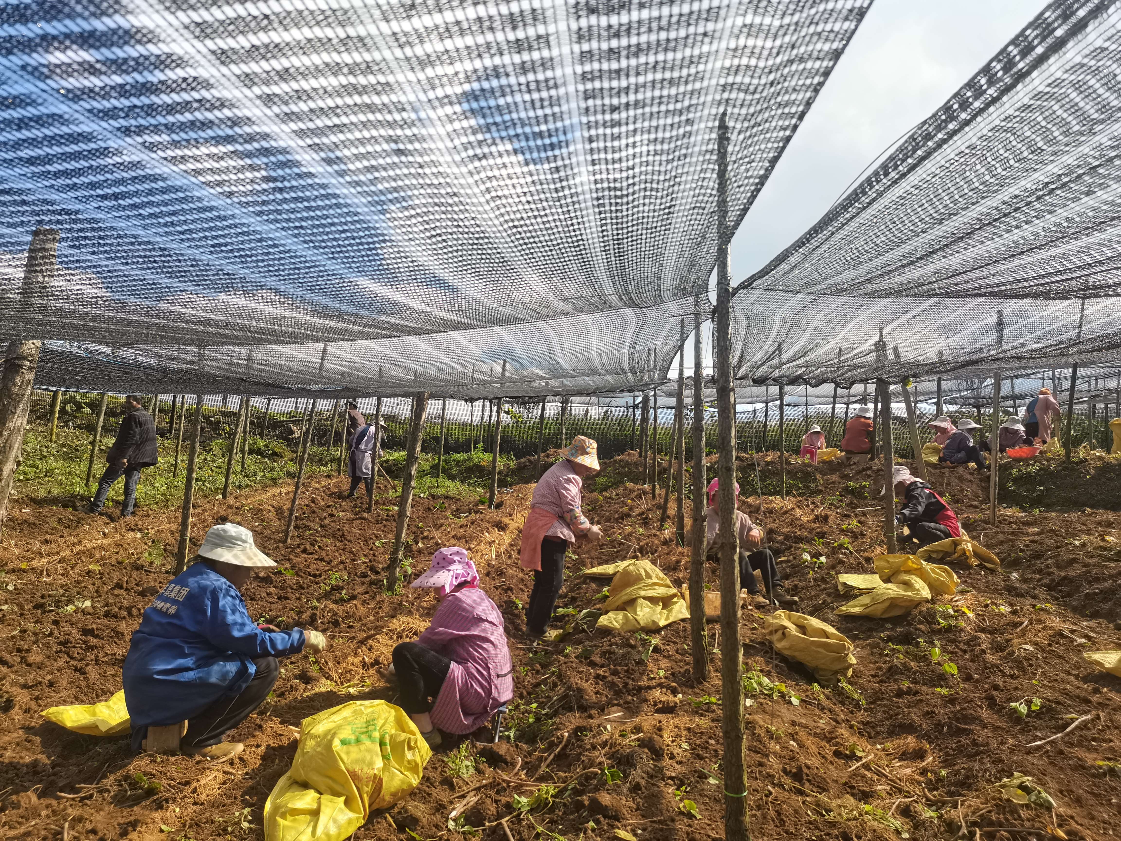 好山好水出好药｜新一届“三七王”长这样