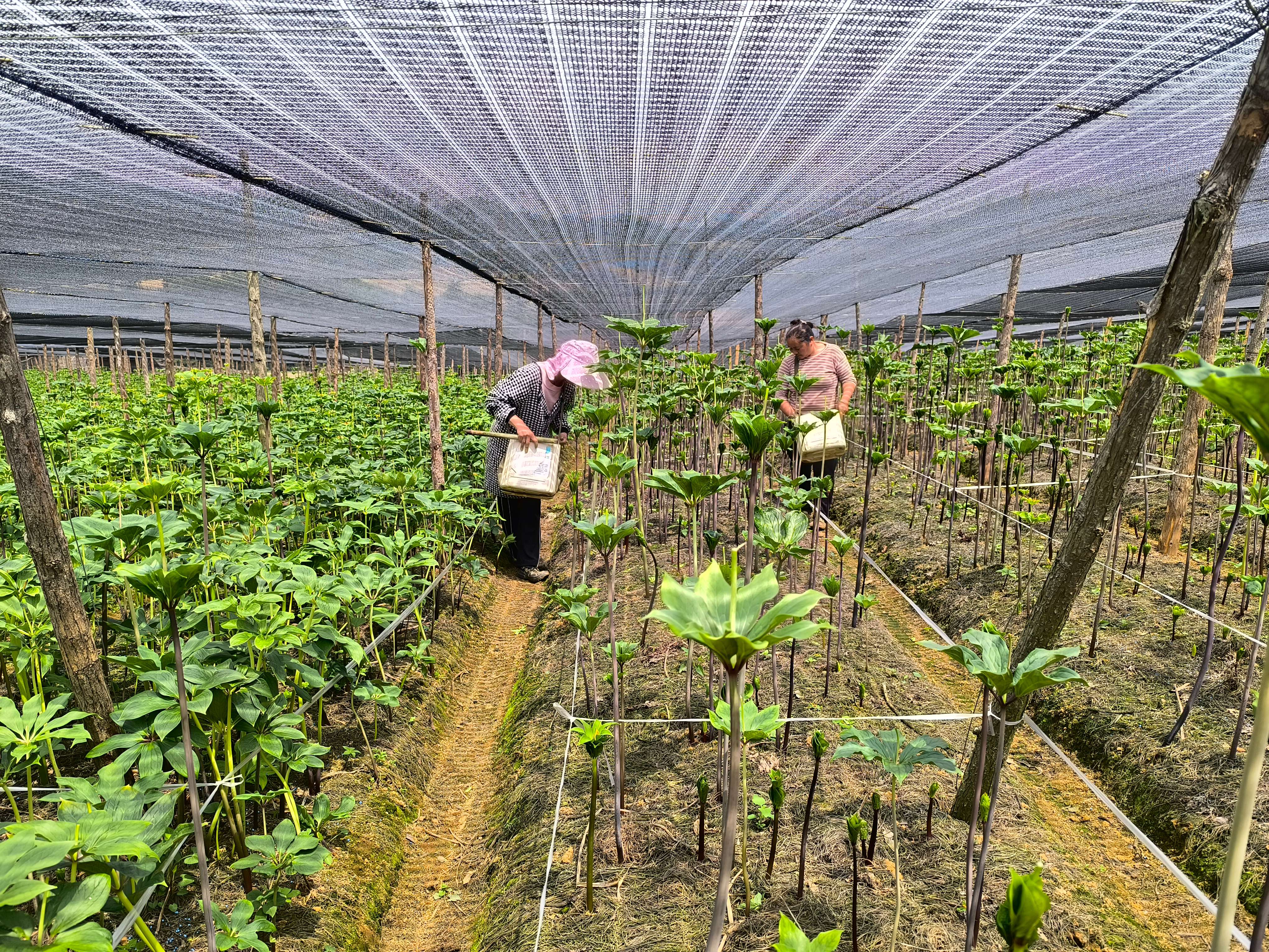 好山好水出好药｜新一届“三七王”长这样
