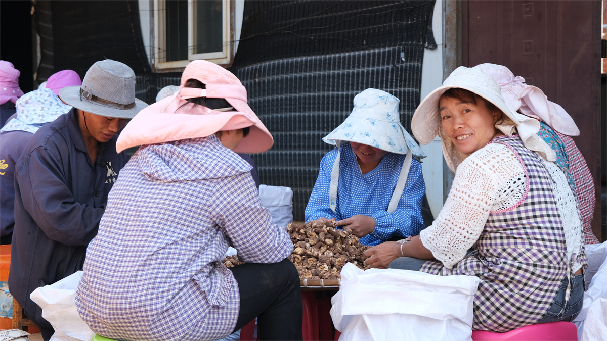 好山好水出好药丨文山市坝心镇：联农带农 青山“生金”