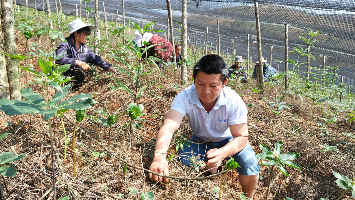 好山好水出好药丨文山市坝心镇：联农带农 青山“生金”