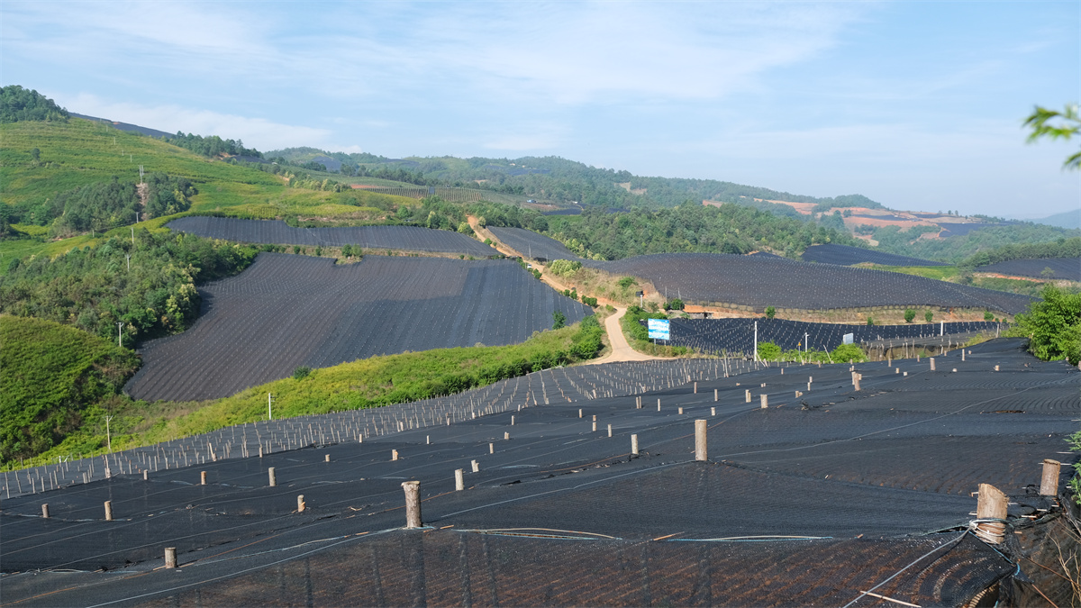 好山好水出好药丨文山市坝心镇：联农带农 青山“生金”