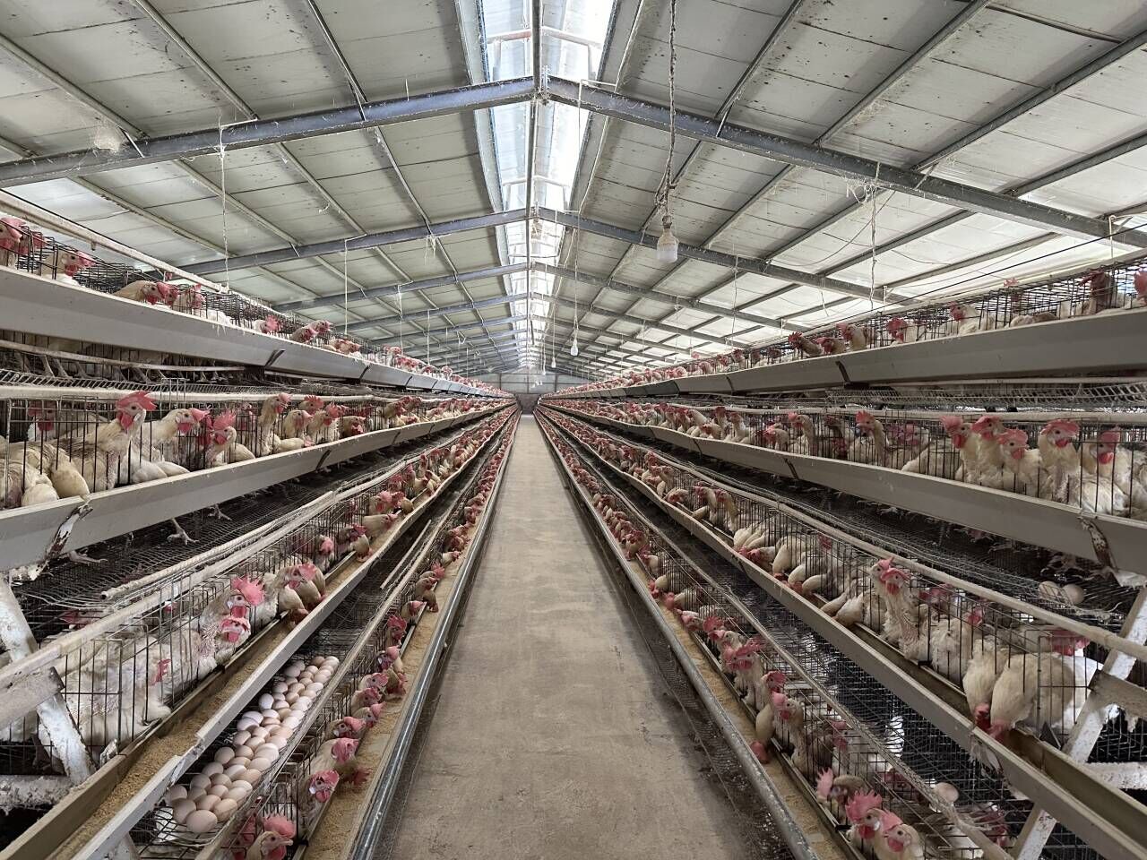 好山好水出好药丨日销140万枚！“三七鸡蛋”擦亮“砚蛋”品牌