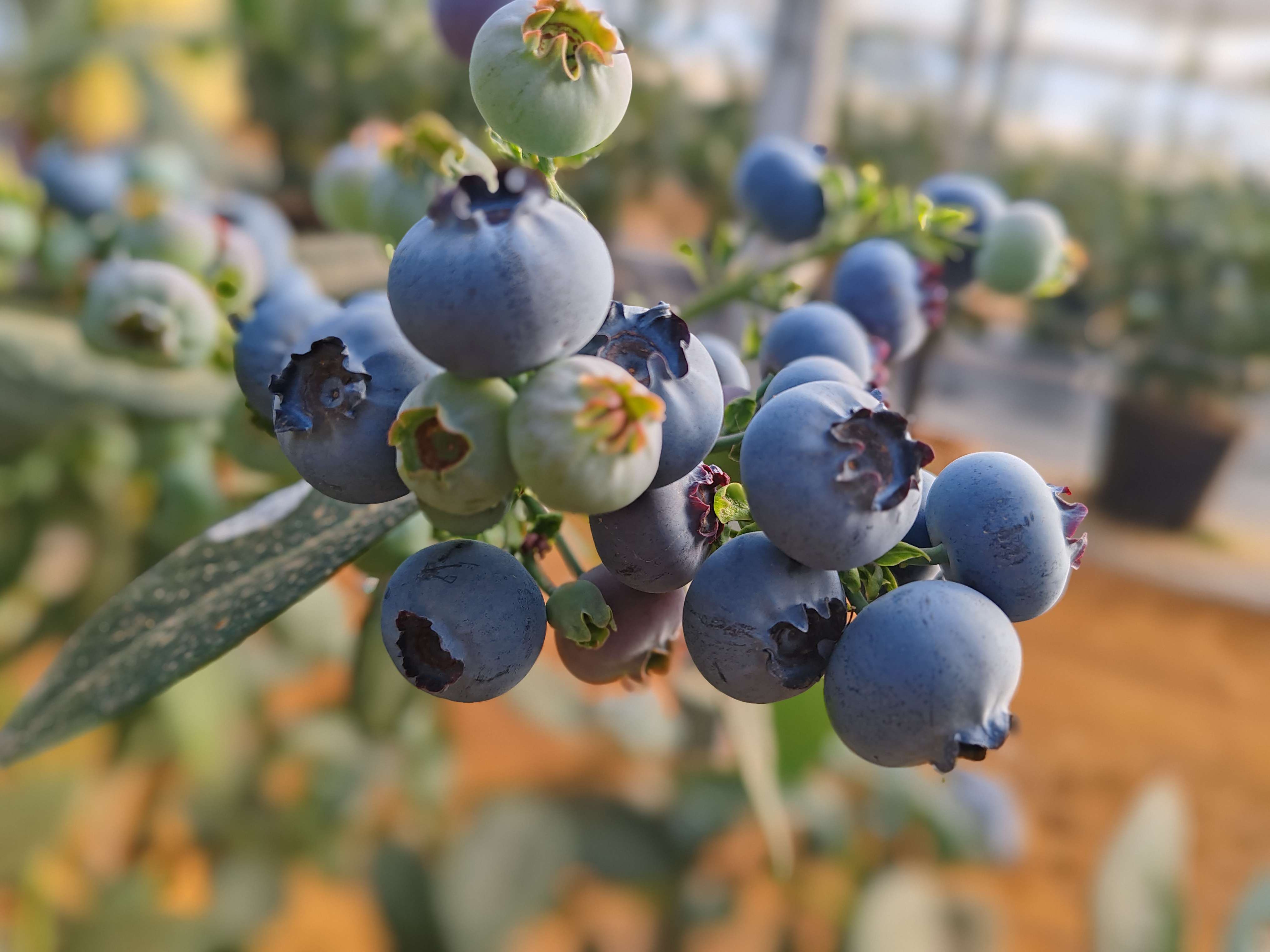 高质量发展大理行  |  蓝莓开采，蕴含千万产值