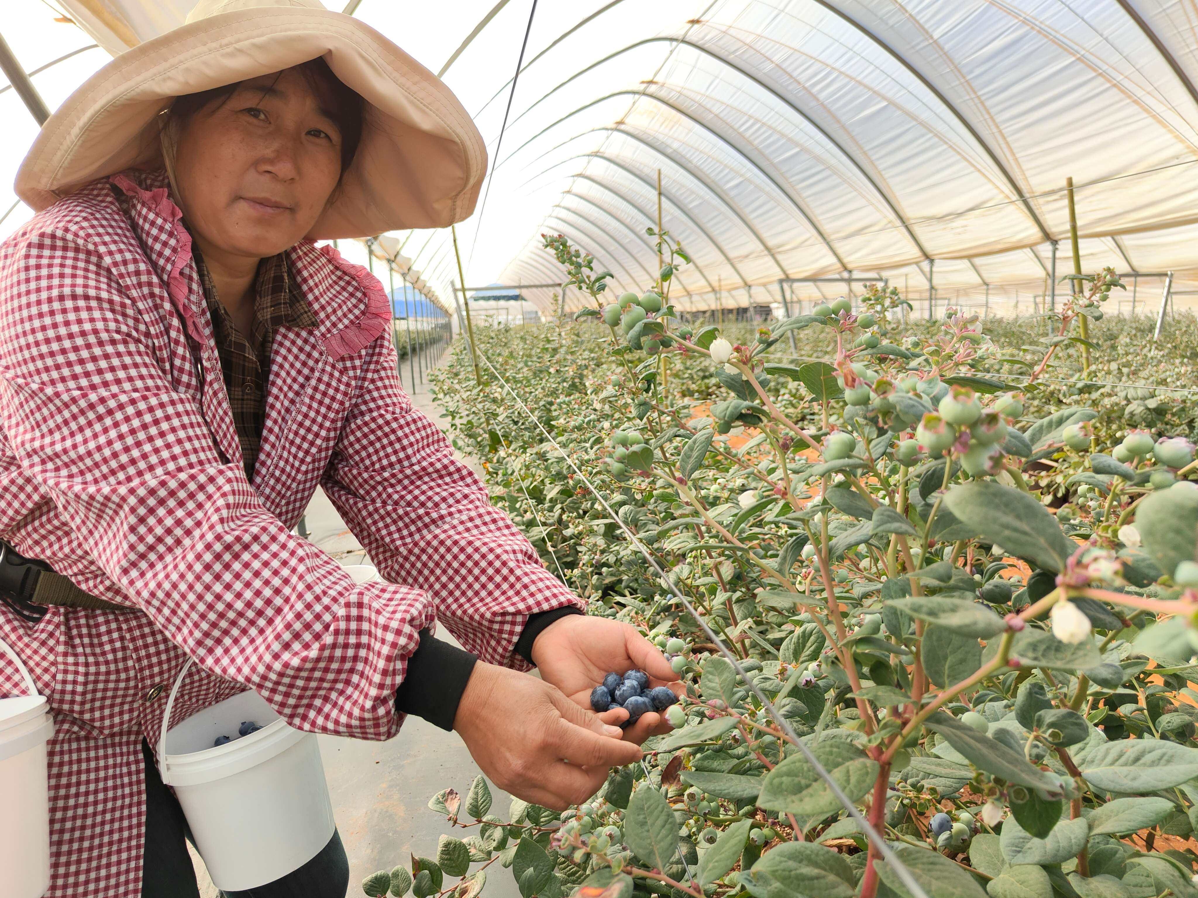 高质量发展大理行  |  蓝莓开采，蕴含千万产值