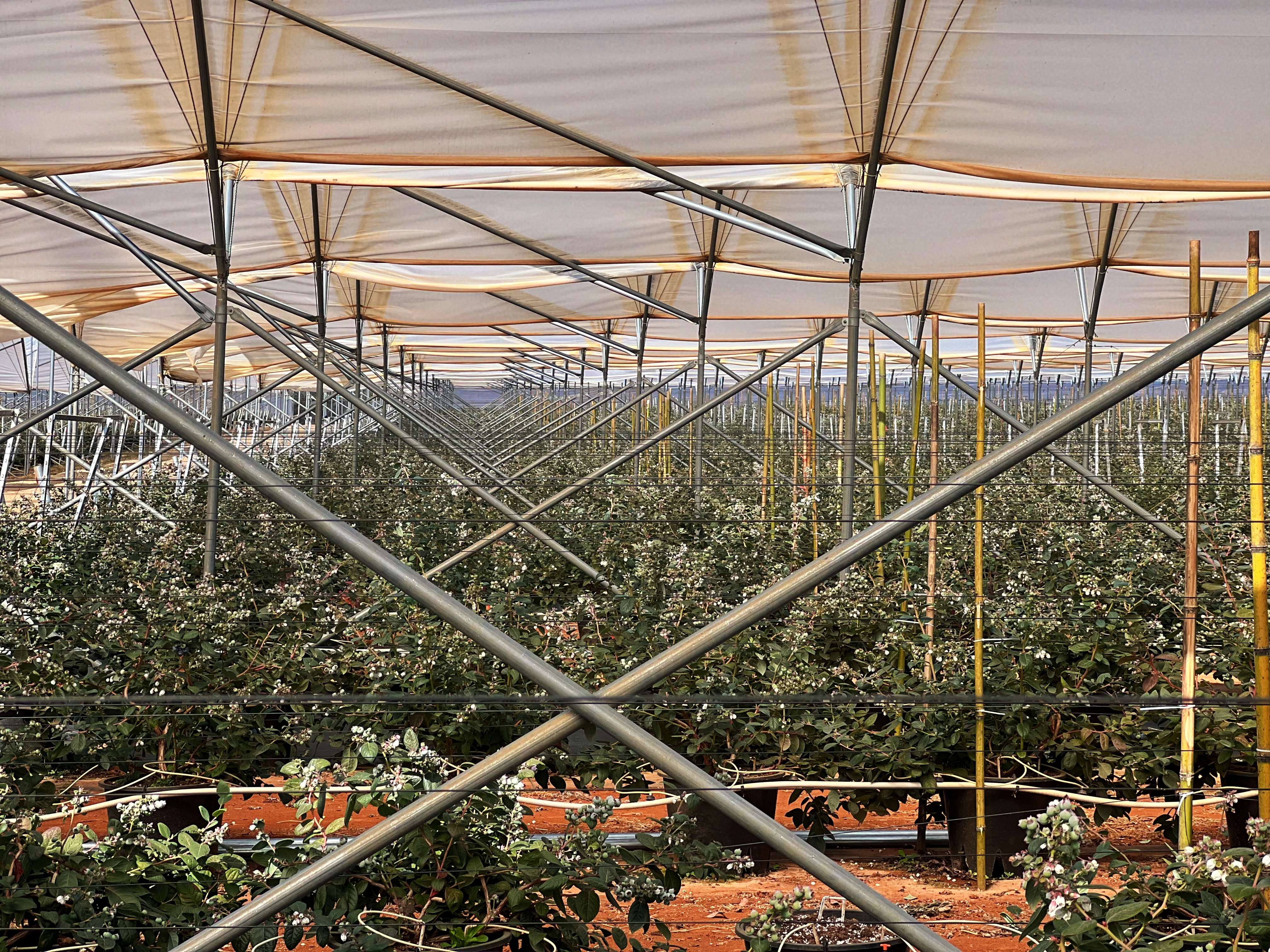 高质量发展大理行  |  蓝莓开采，蕴含千万产值