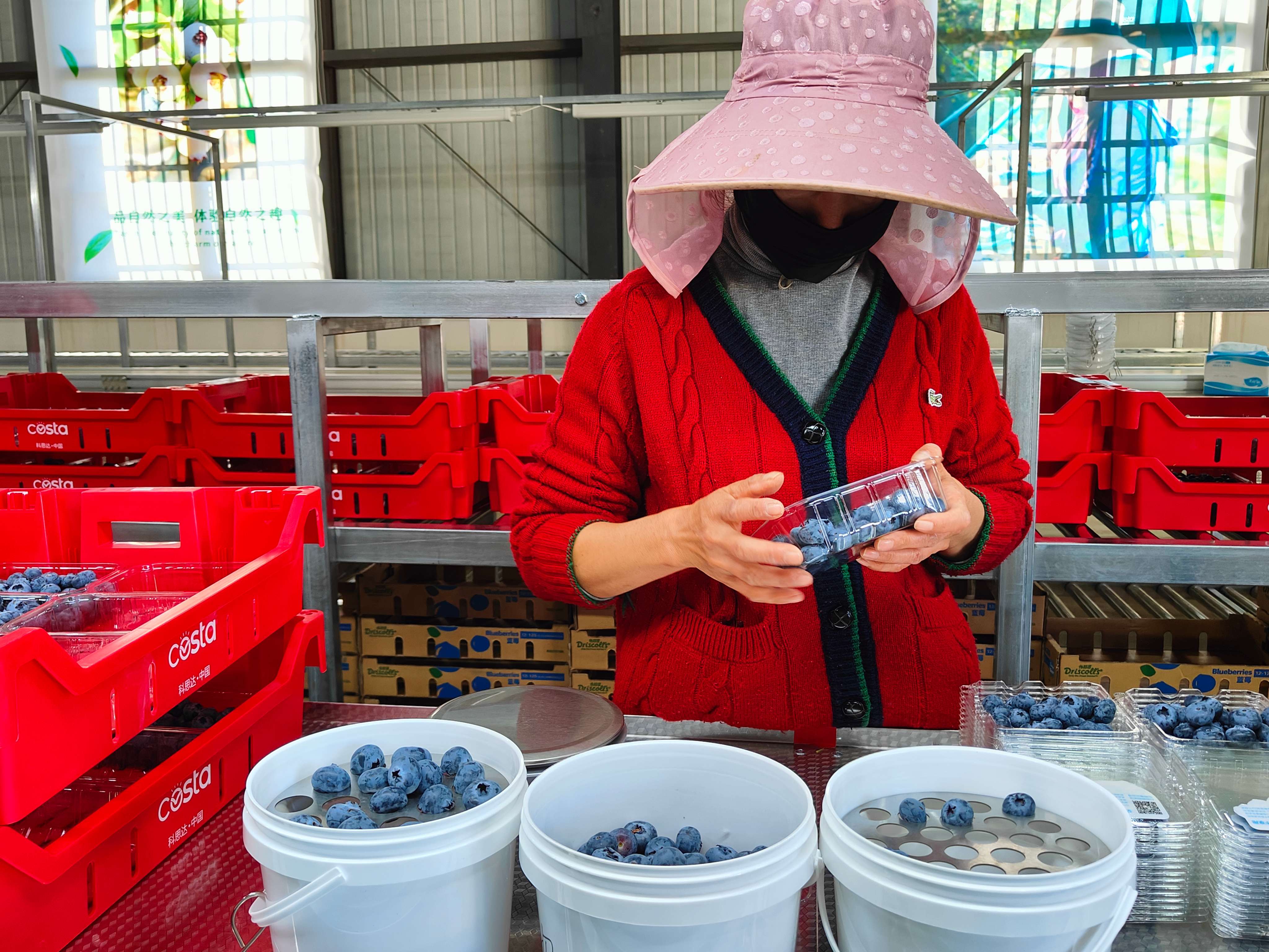 高质量发展大理行  |  蓝莓开采，蕴含千万产值