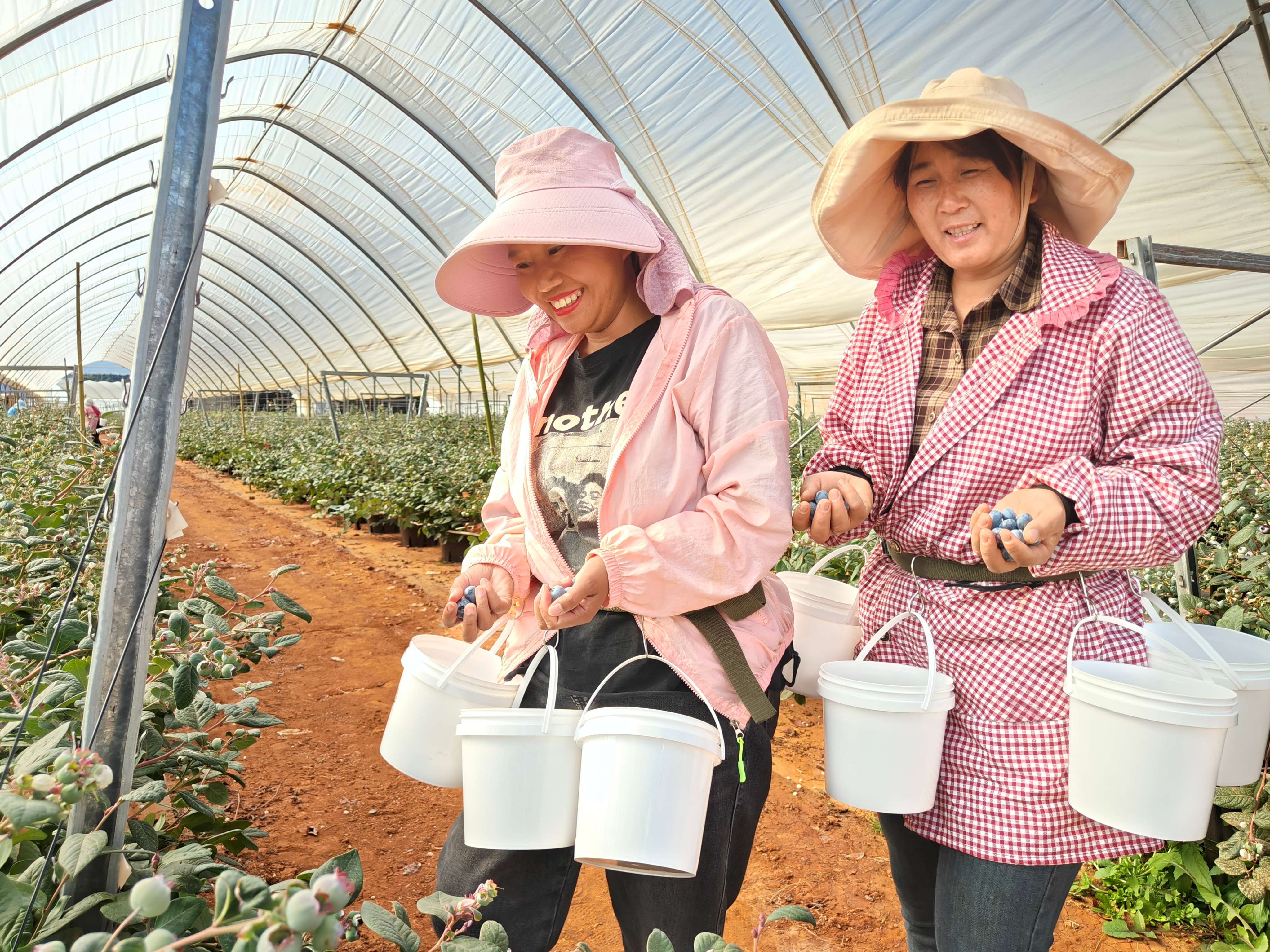 高质量发展大理行  |  蓝莓开采，蕴含千万产值