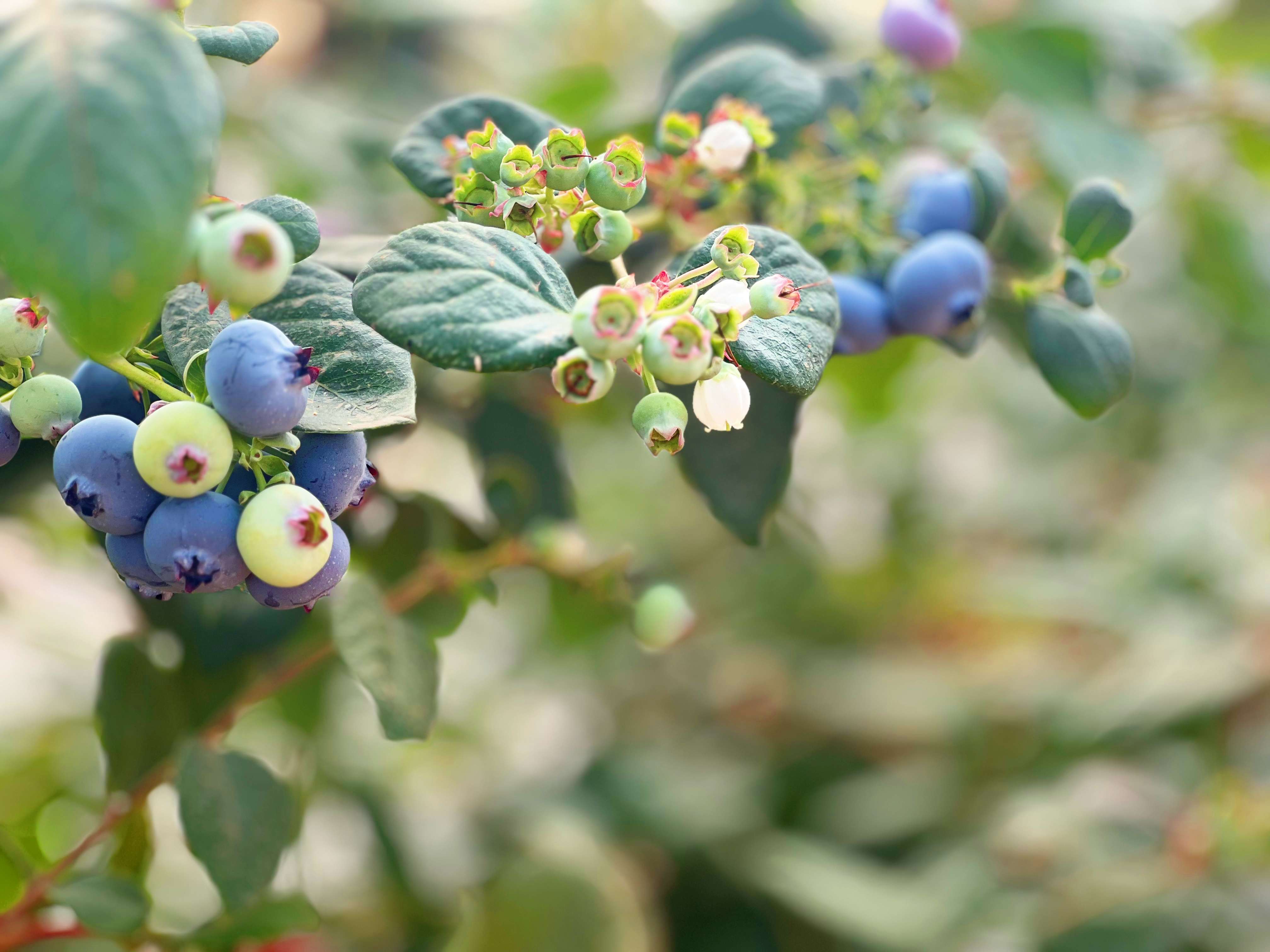 高质量发展大理行  |  蓝莓开采，蕴含千万产值