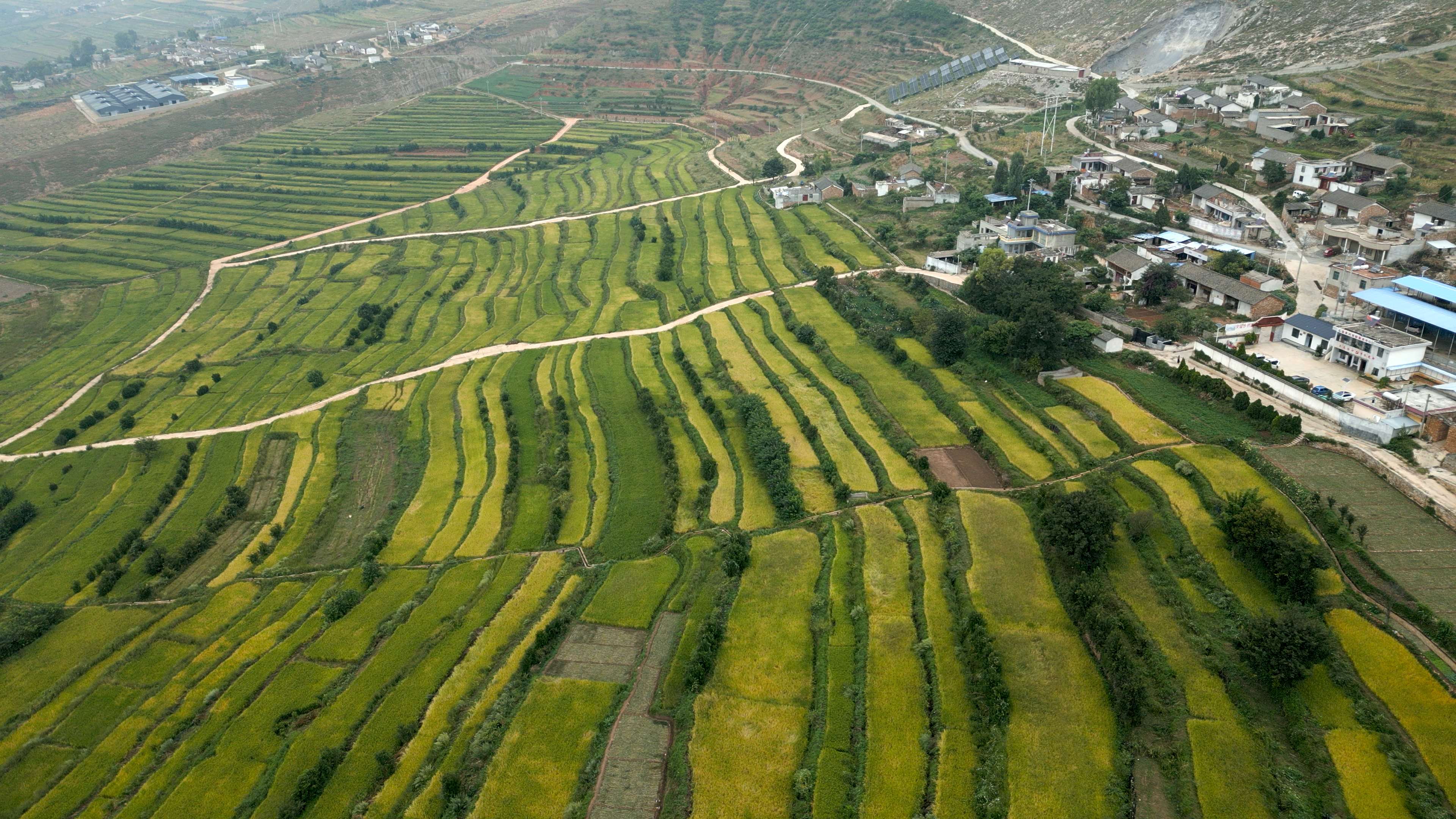 今年的冬早蔬菜上市啦！——曲靖卷烟厂帮扶会泽县温泉村侧记