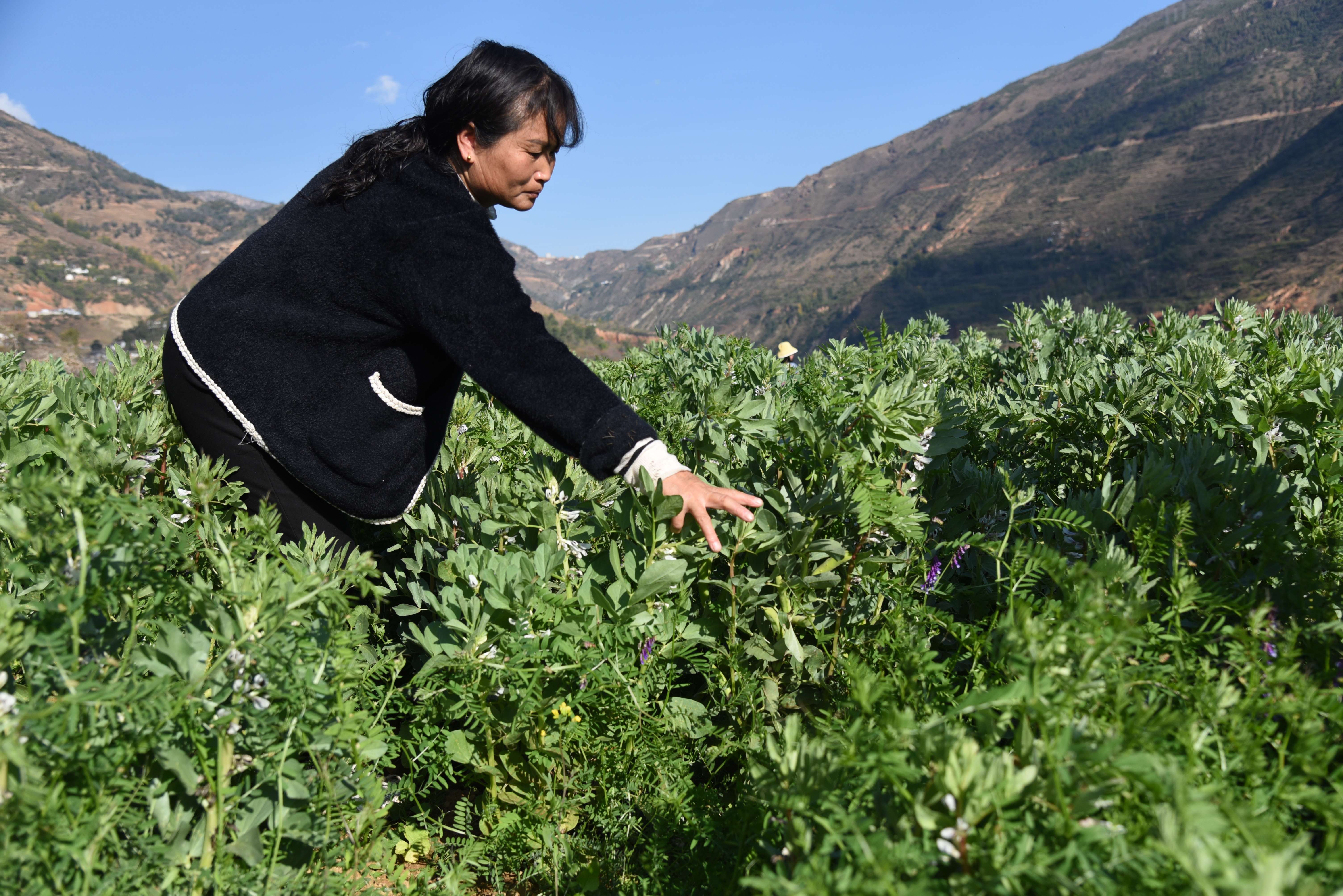 今年的冬早蔬菜上市啦！——曲靖卷烟厂帮扶会泽县温泉村侧记