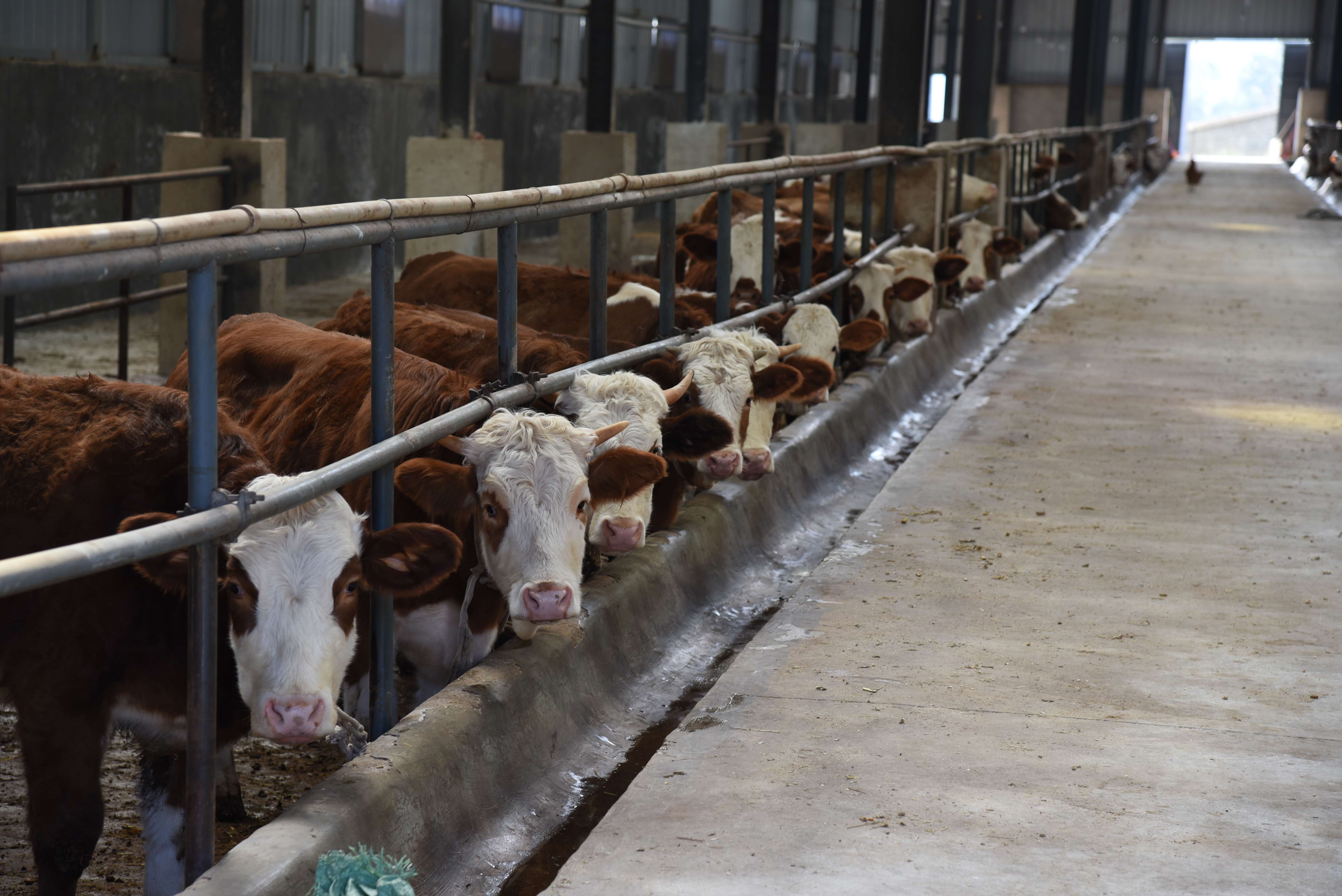 今年的冬早蔬菜上市啦！——曲靖卷烟厂帮扶会泽县温泉村侧记