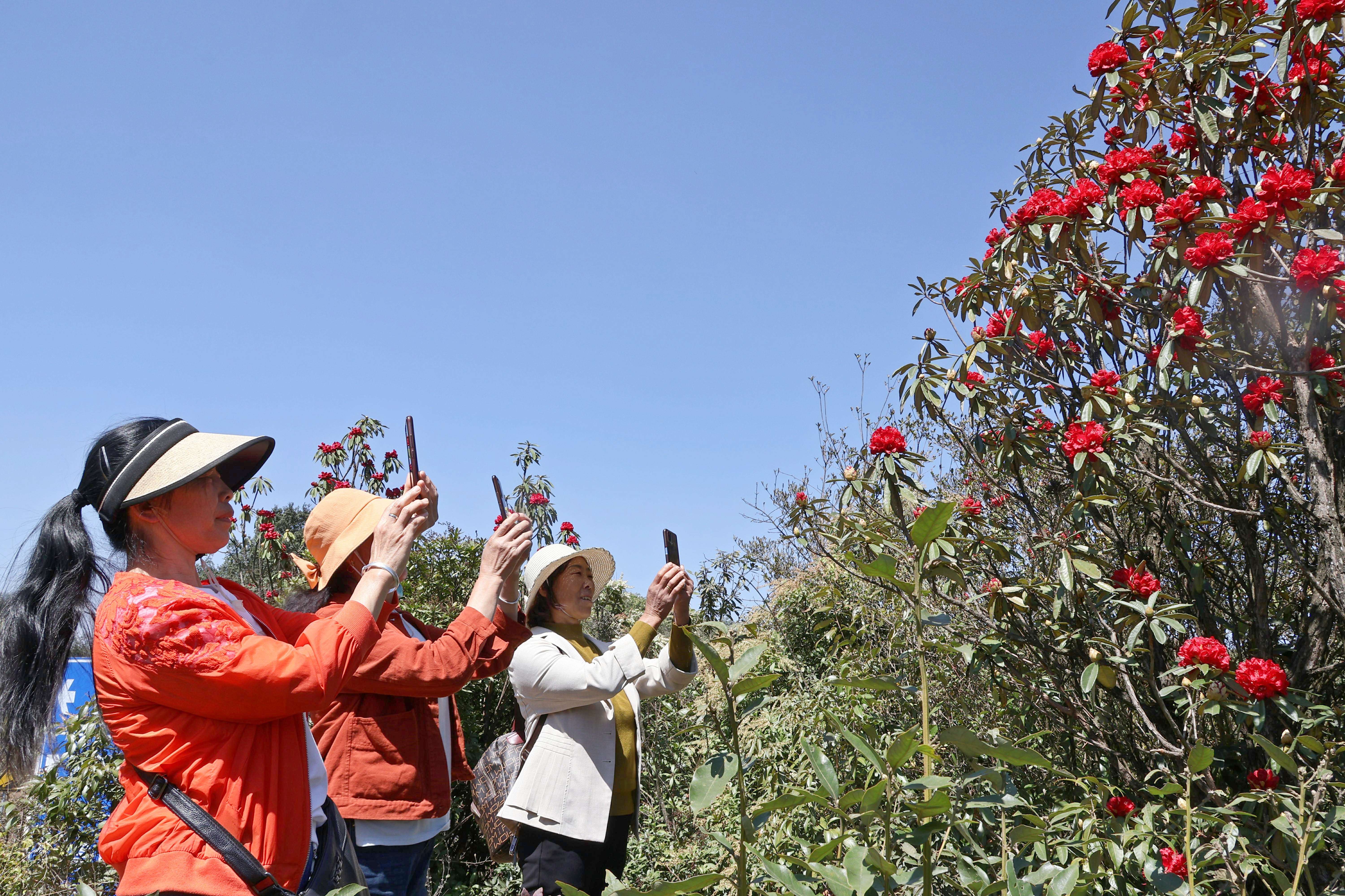 聚力曲靖“五张名片”丨叮！您有一封来自“世界最大的自然天成花园”的邀请函