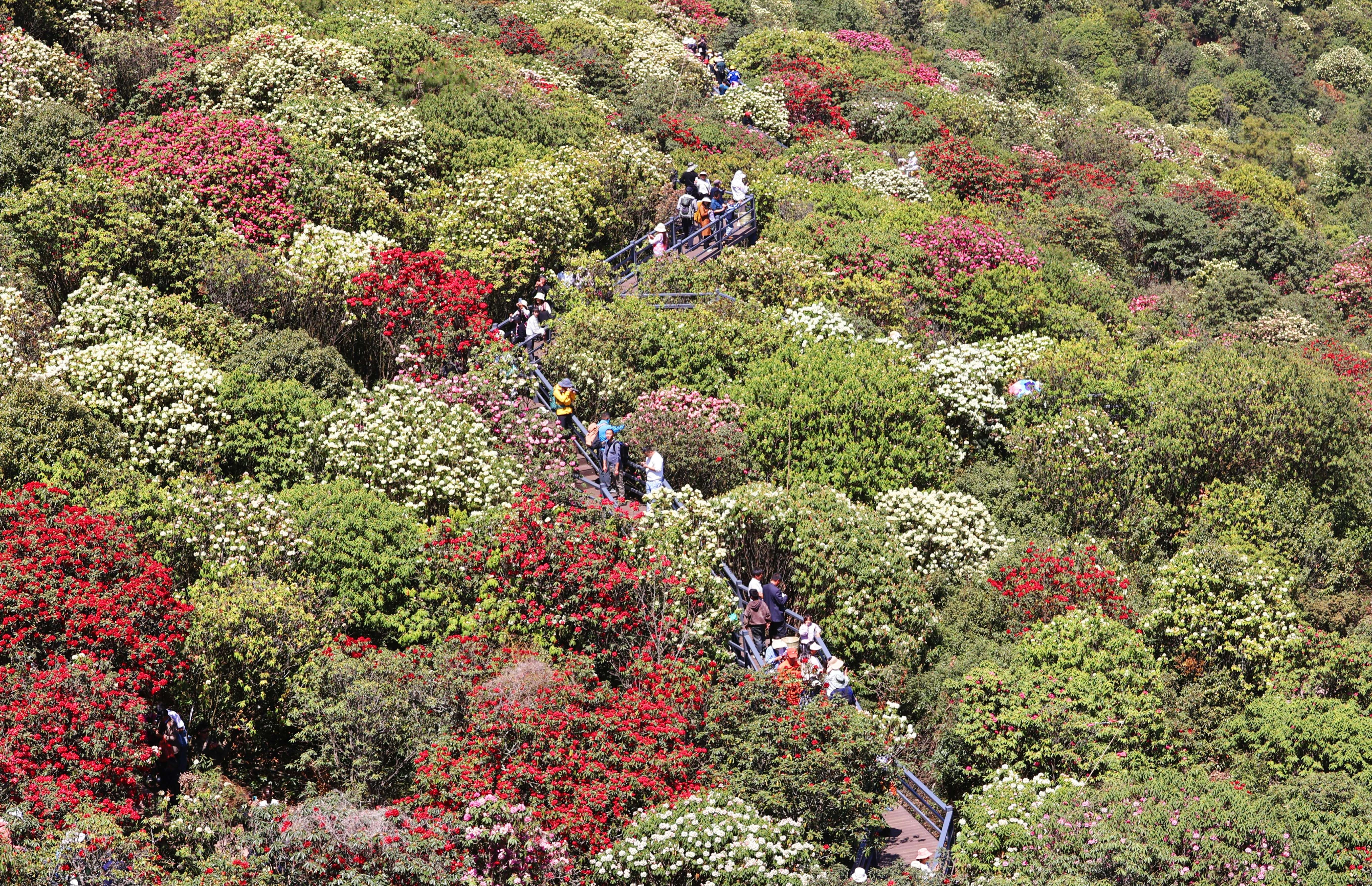 聚力曲靖“五张名片”丨叮！您有一封来自“世界最大的自然天成花园”的邀请函