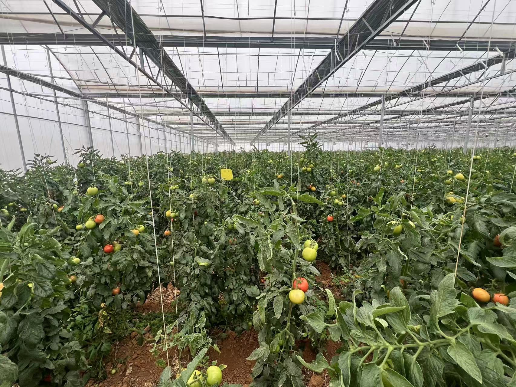 聚力曲靖“五张名片” | 打造“曲系”农业品牌 让高原特色农业更特更优