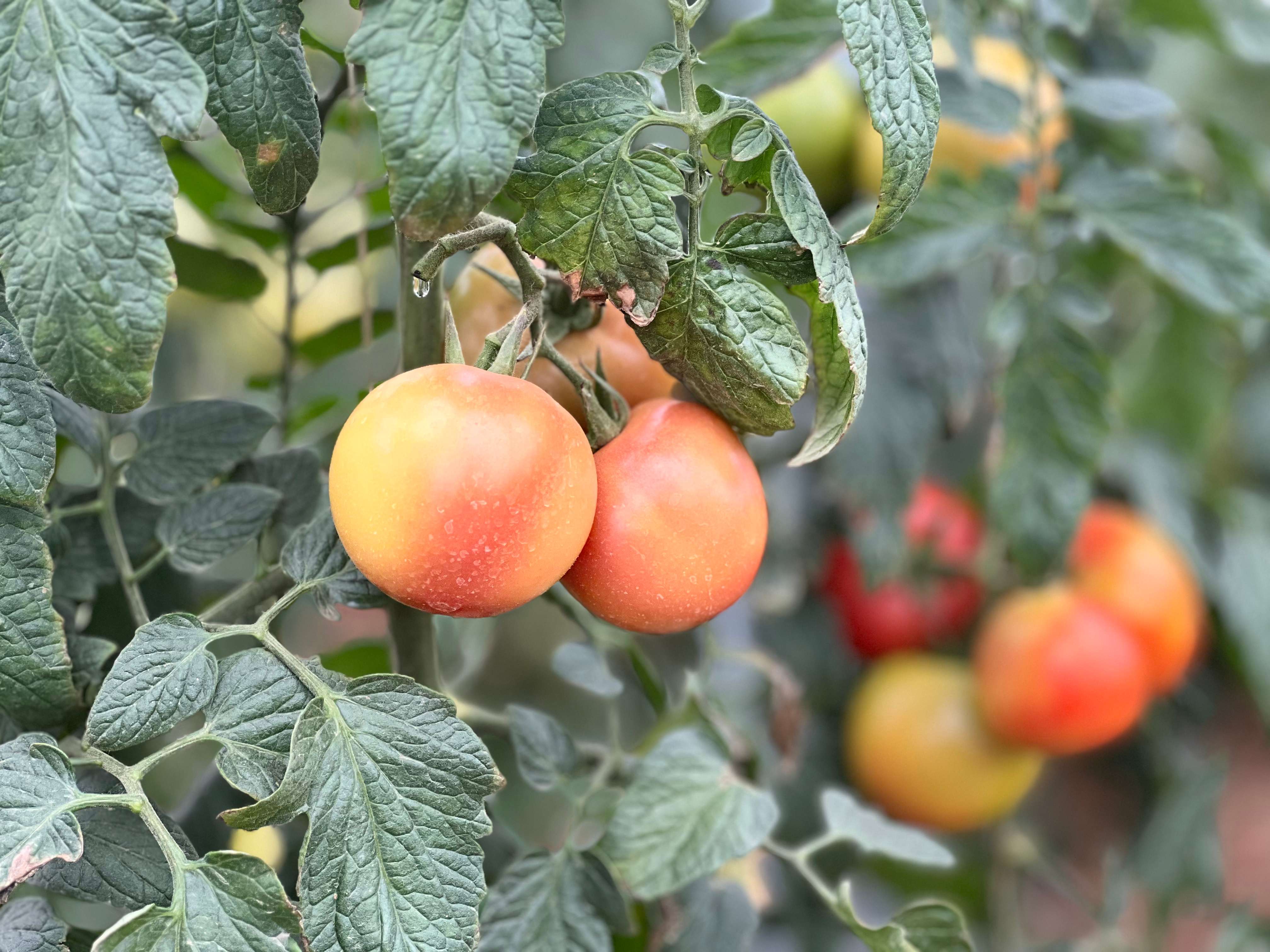 聚力曲靖“五张名片” | 打造“曲系”农业品牌 让高原特色农业更特更优