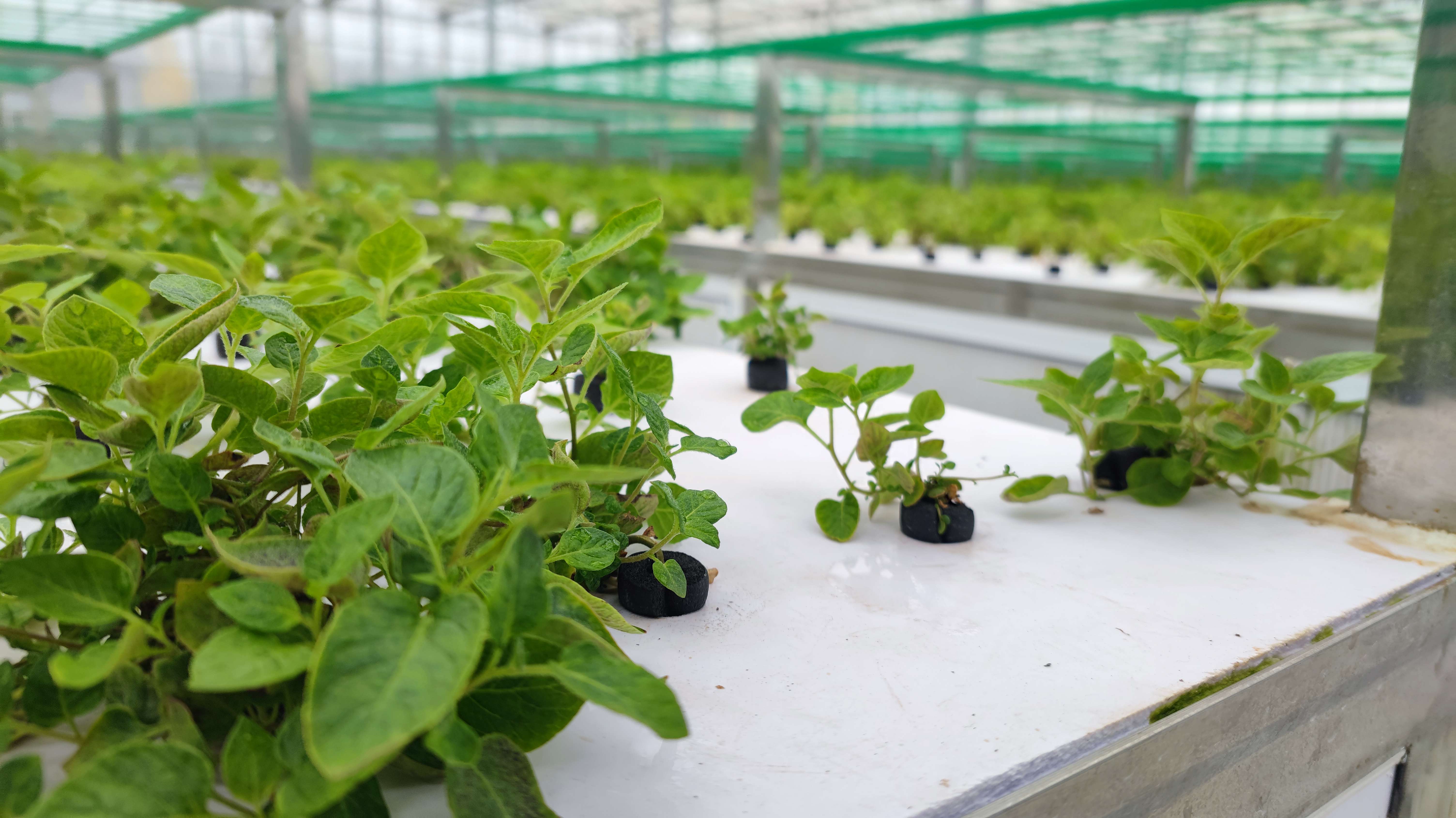 聚力曲靖“五张名片” | 打造“曲系”农业品牌 让高原特色农业更特更优