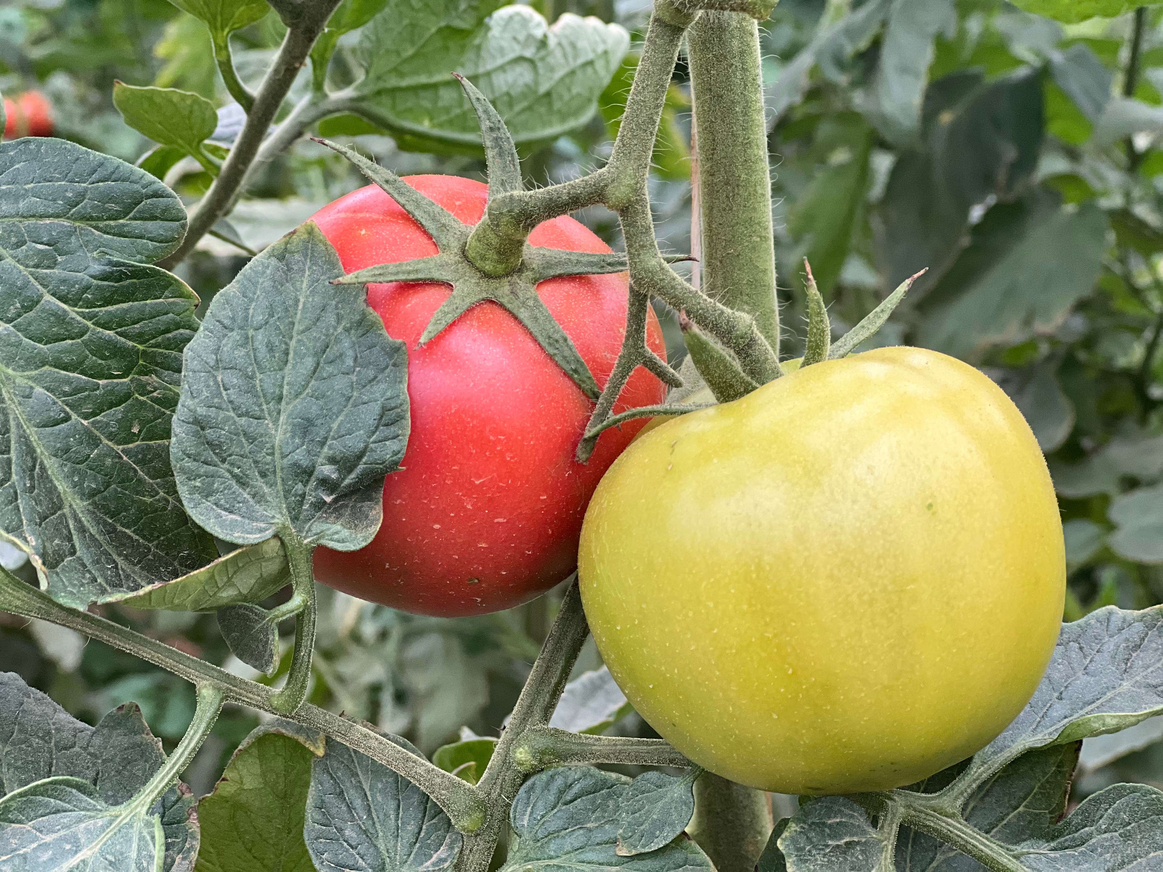 聚力曲靖“五张名片” | 打造“曲系”农业品牌 让高原特色农业更特更优