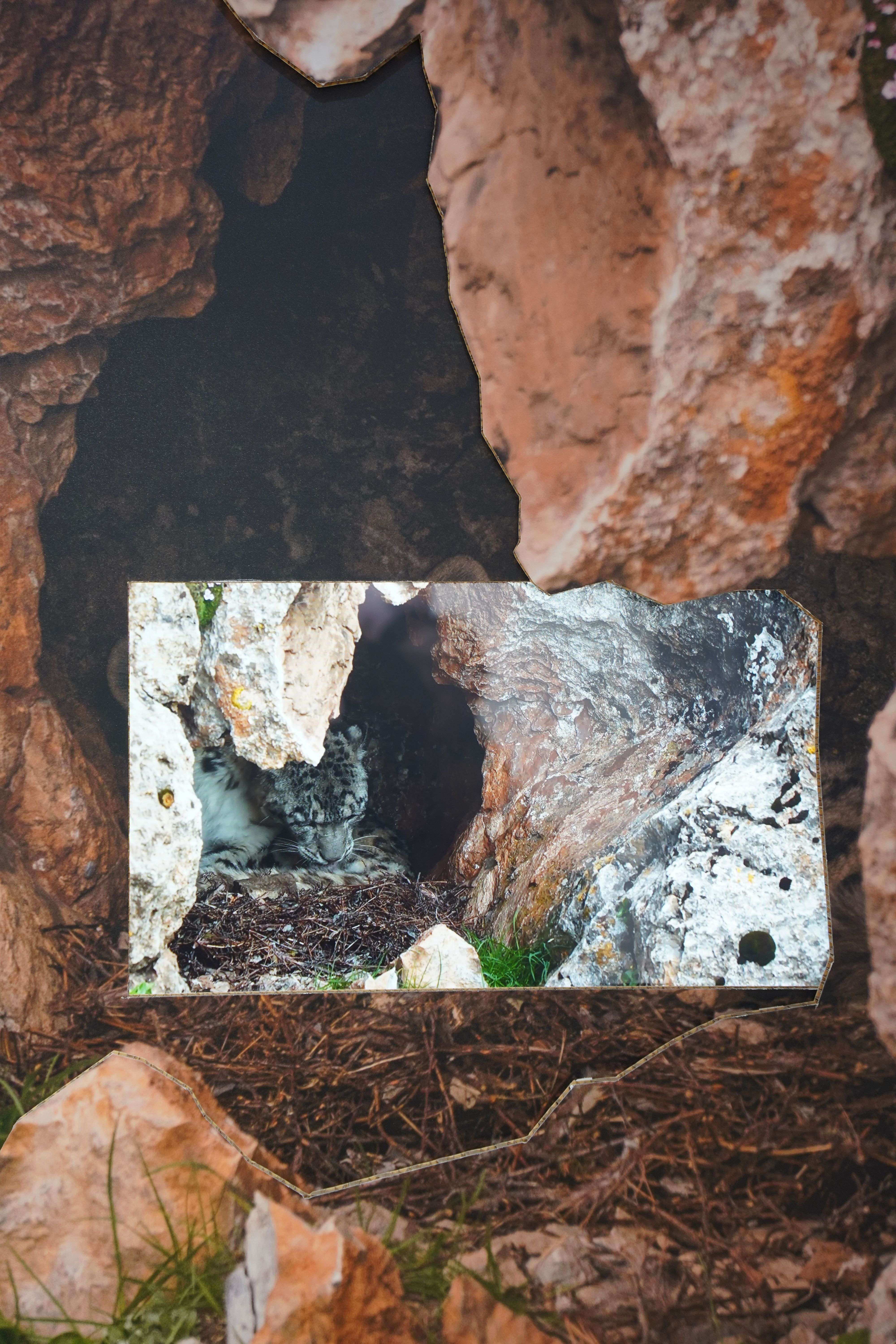 雪豹 马雯 摄 (49).jpg