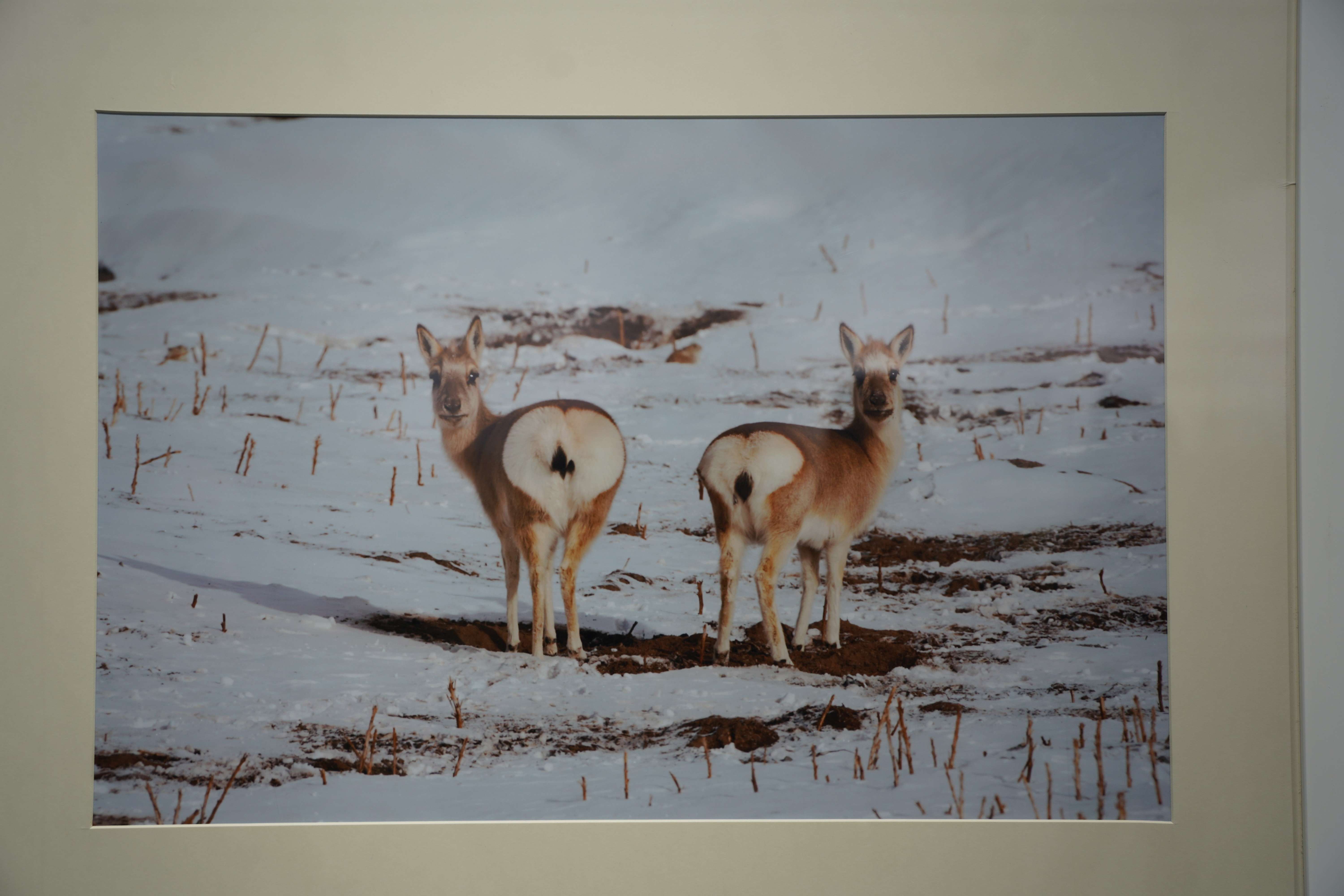 展出的照片-马雯 摄- (4).jpg