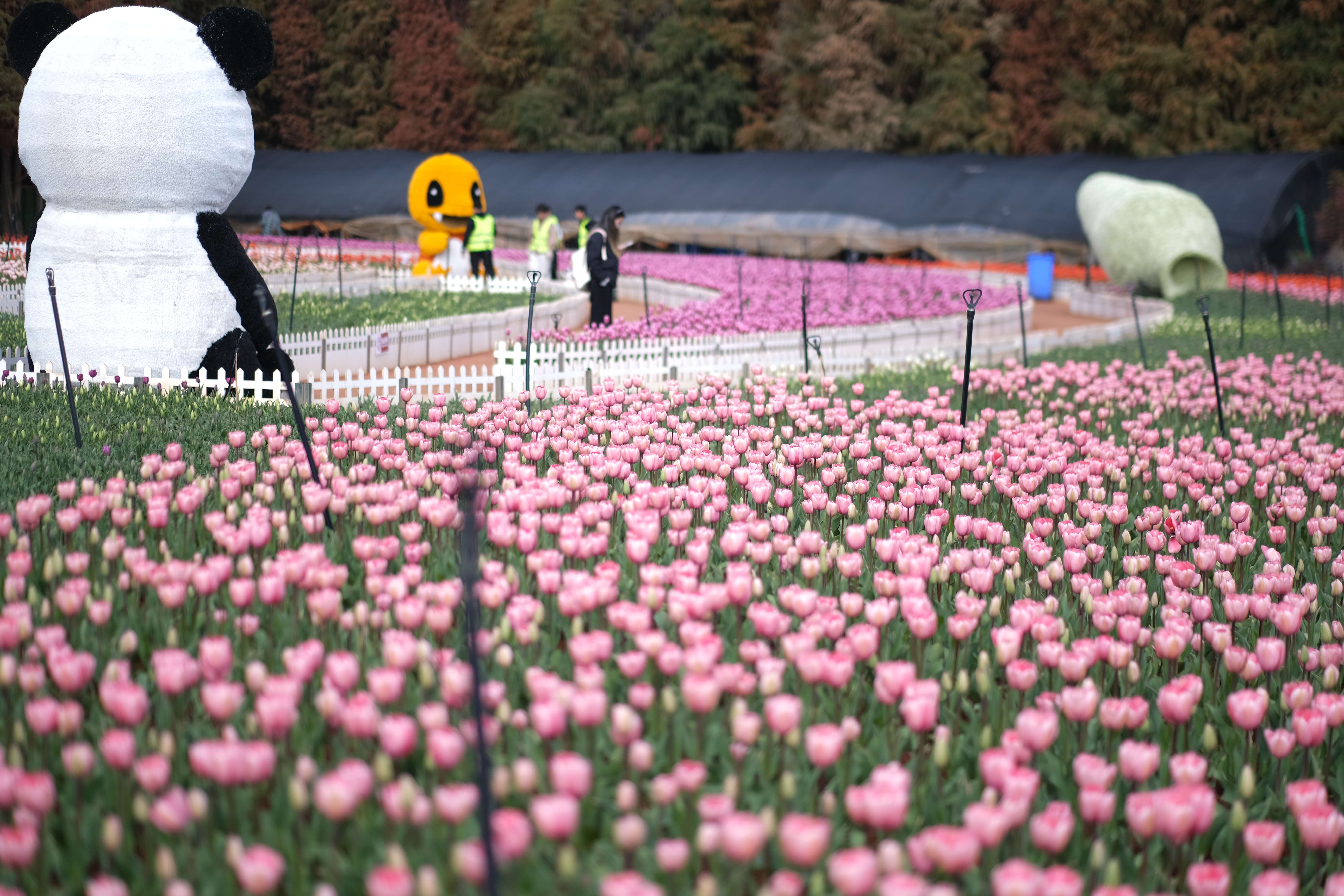 捞鱼河郁金香 (7).jpg