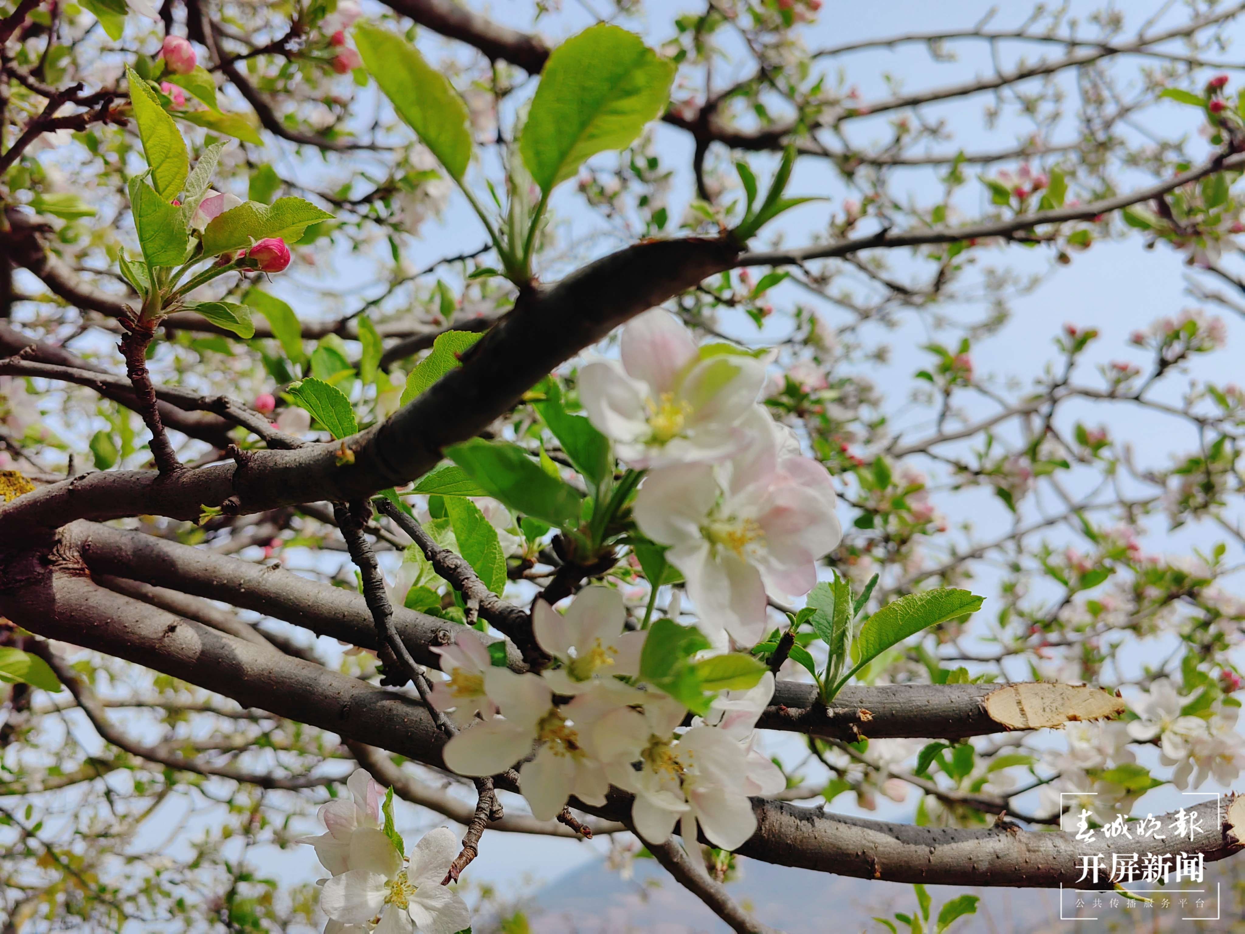 （报版）美好生活在云南 春韵里，苹果花轻绽 (2).jpg