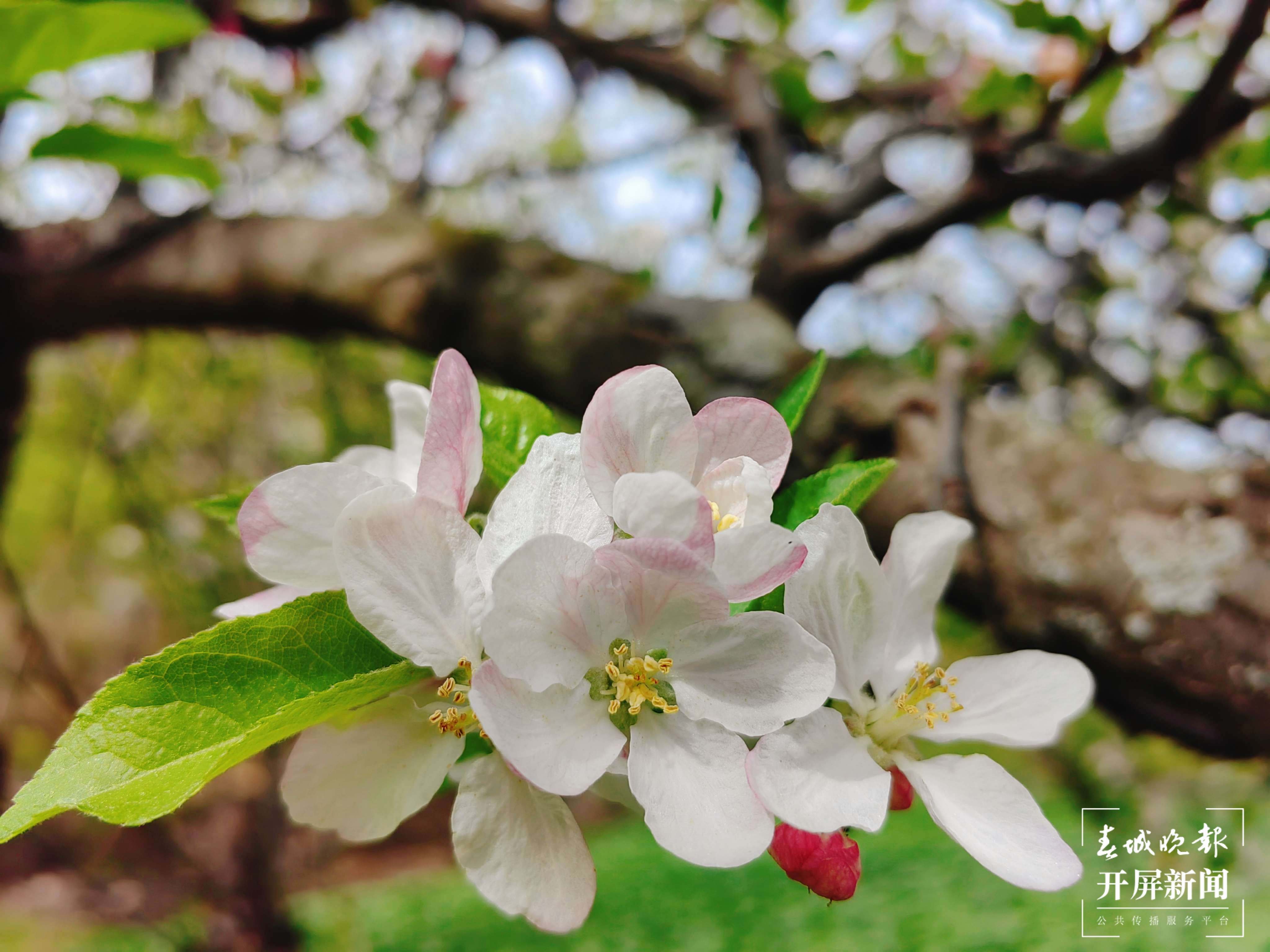 （报版）美好生活在云南 春韵里，苹果花轻绽 (1).jpg