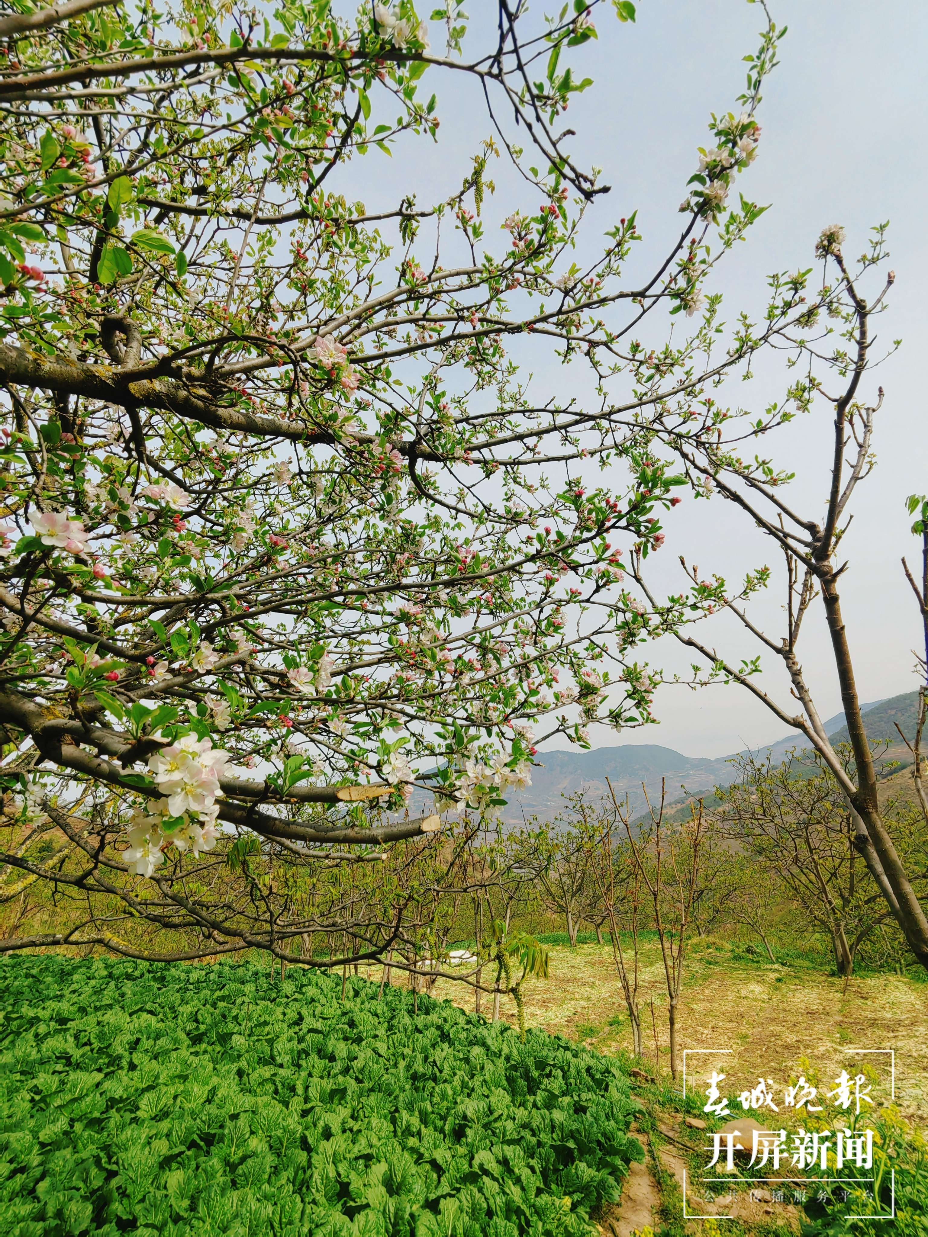 （报版）美好生活在云南 春韵里，苹果花轻绽 (4).jpg