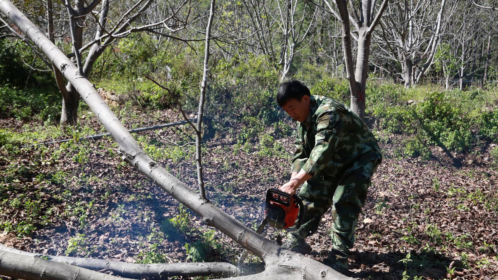 据介绍，项目将通过疏密、降冠、修剪、施肥、中耕除草、复合经营、病虫