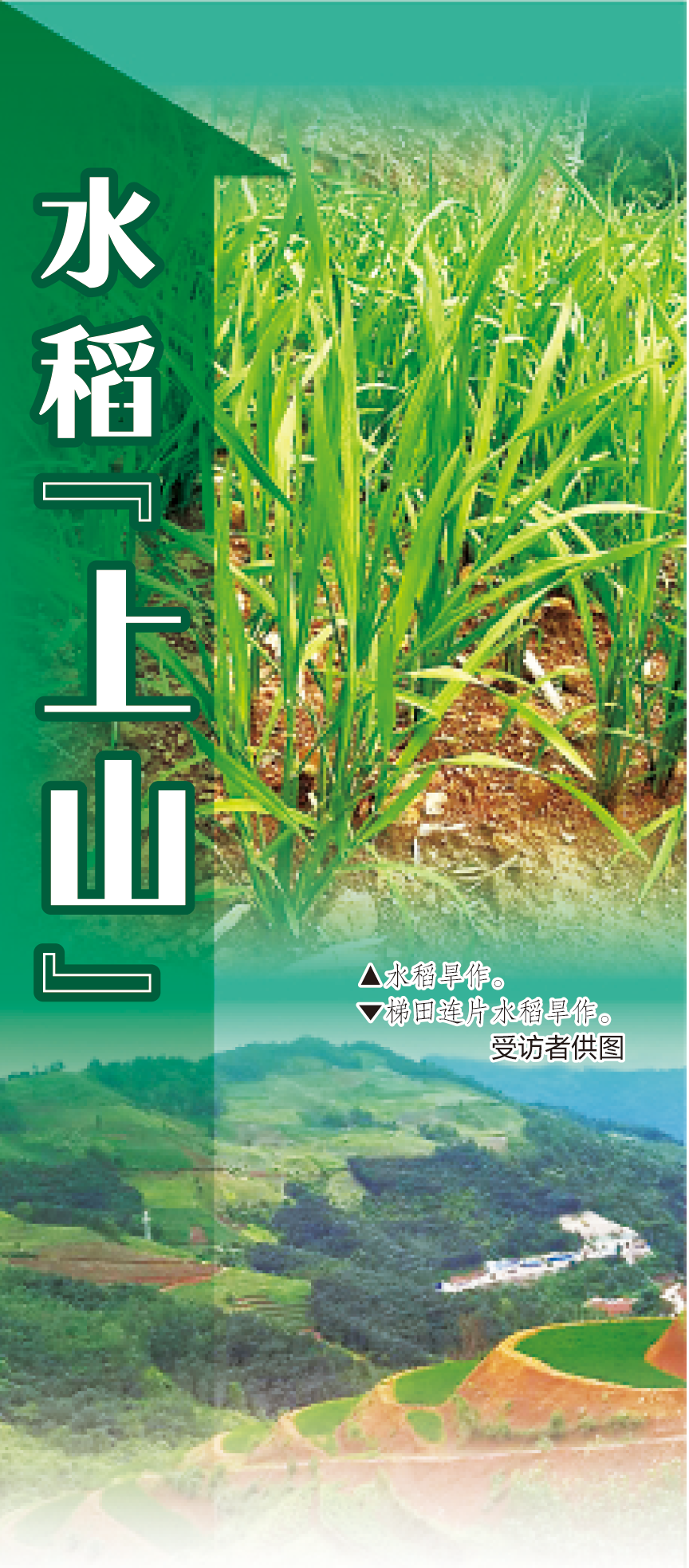 水稻“上山”