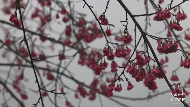 绿春春常绿 | 春雨如约而至 绿春大地草木灵动